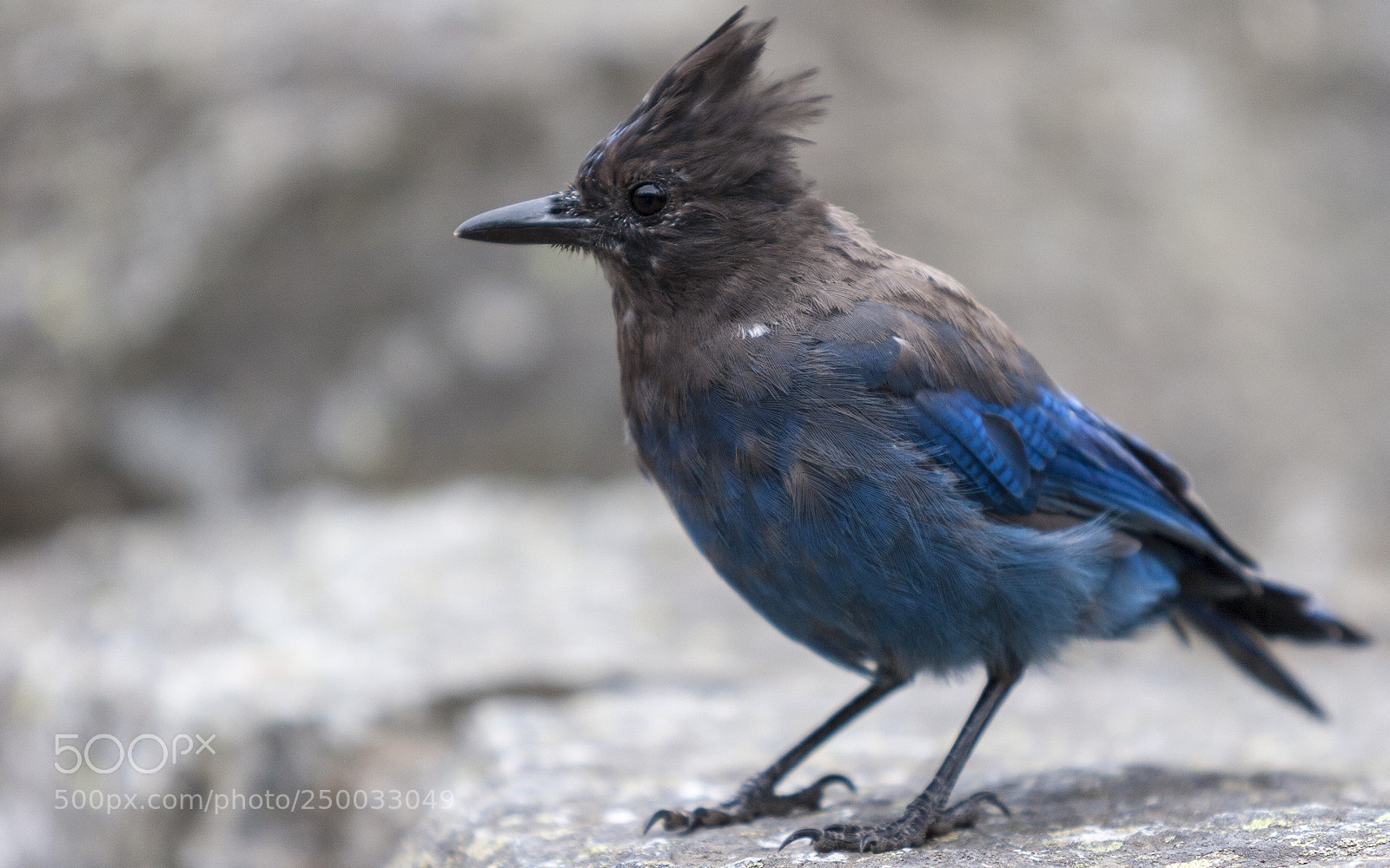 Canon EOS 20D sample photo. Blue jay photography