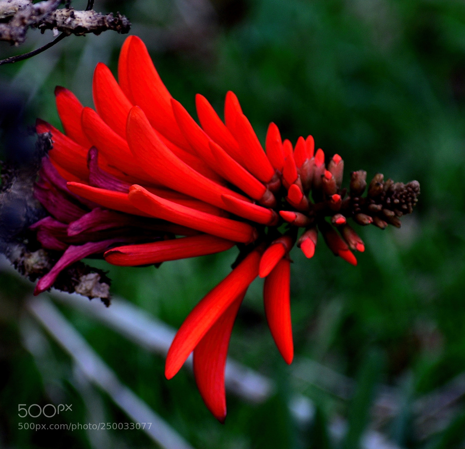 Nikon D7200 sample photo. Red pinecomb flower photography
