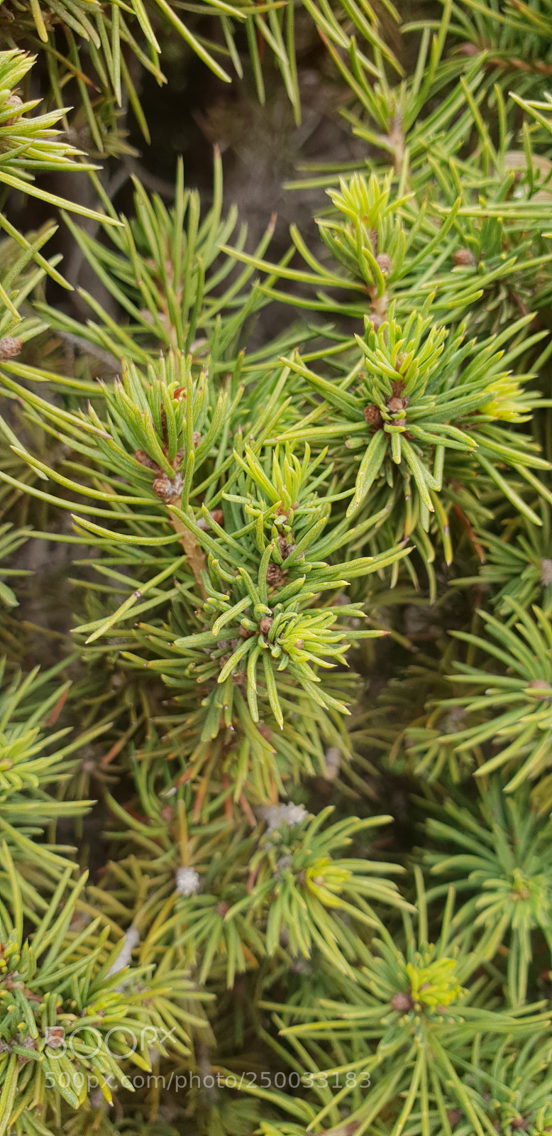 Samsung Galaxy S9+ sample photo. Pine tree photography