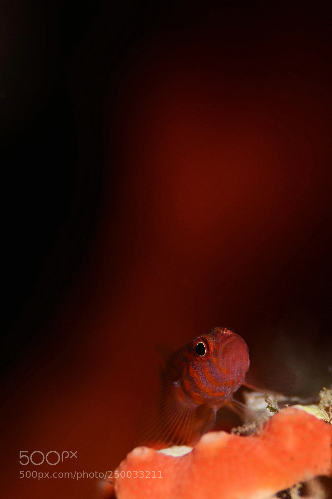 Nikon D7000 sample photo. Underwater photography