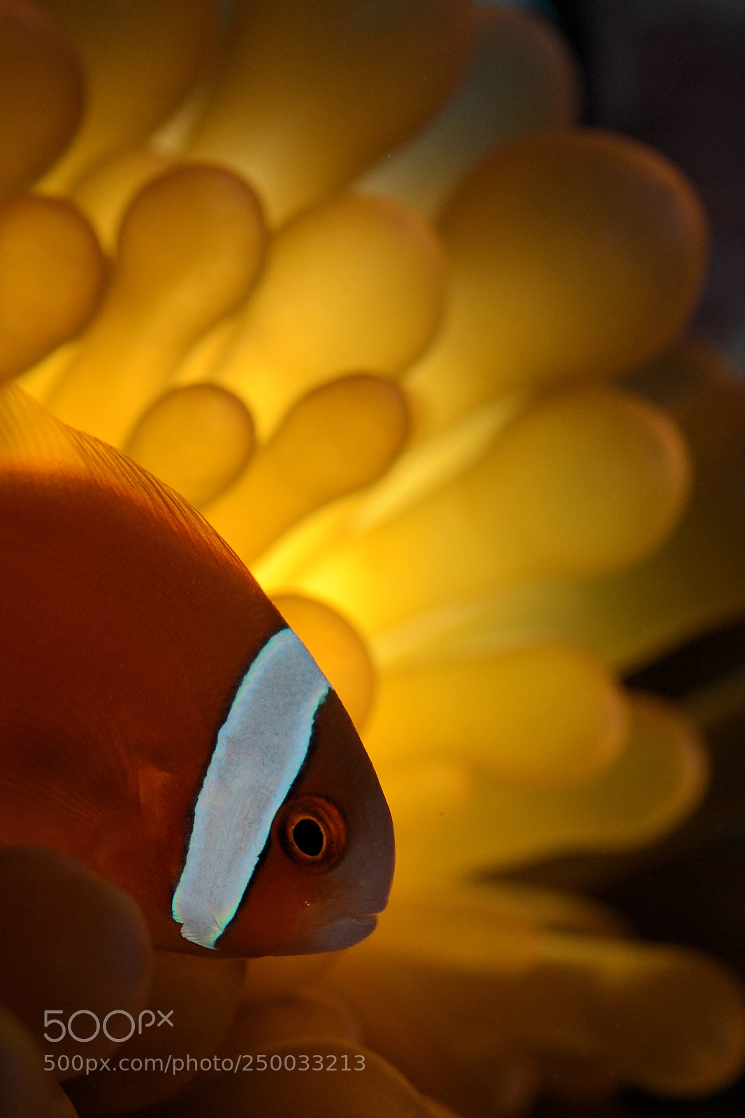 Nikon D7000 sample photo. Underwater photography