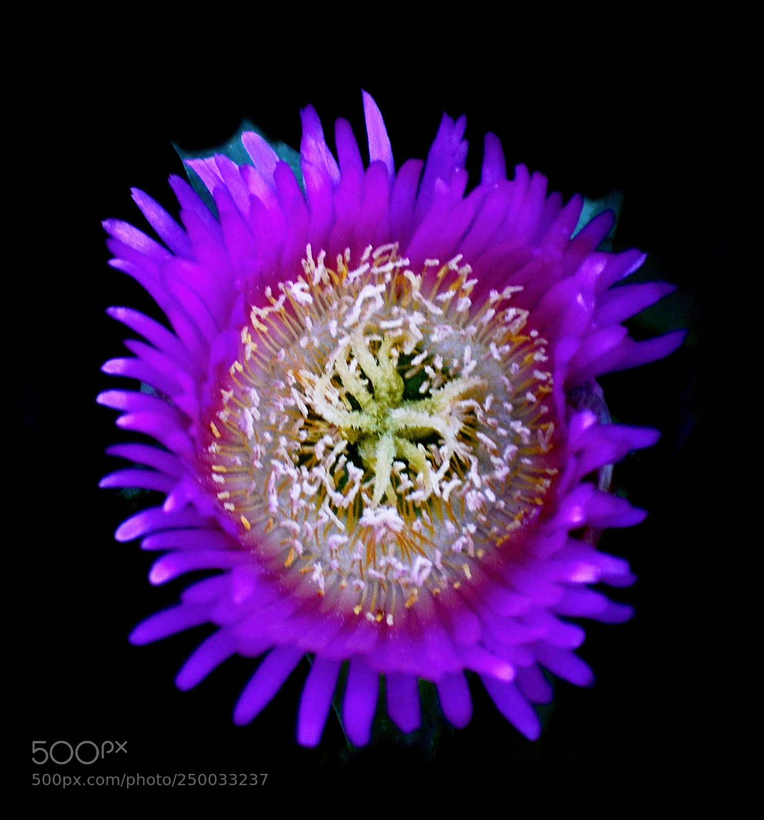 Nikon D7200 sample photo. Purple dandelion flower photography