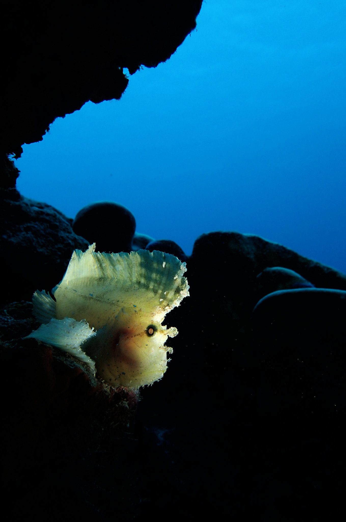Olympus TG-3 sample photo. Underwater photography