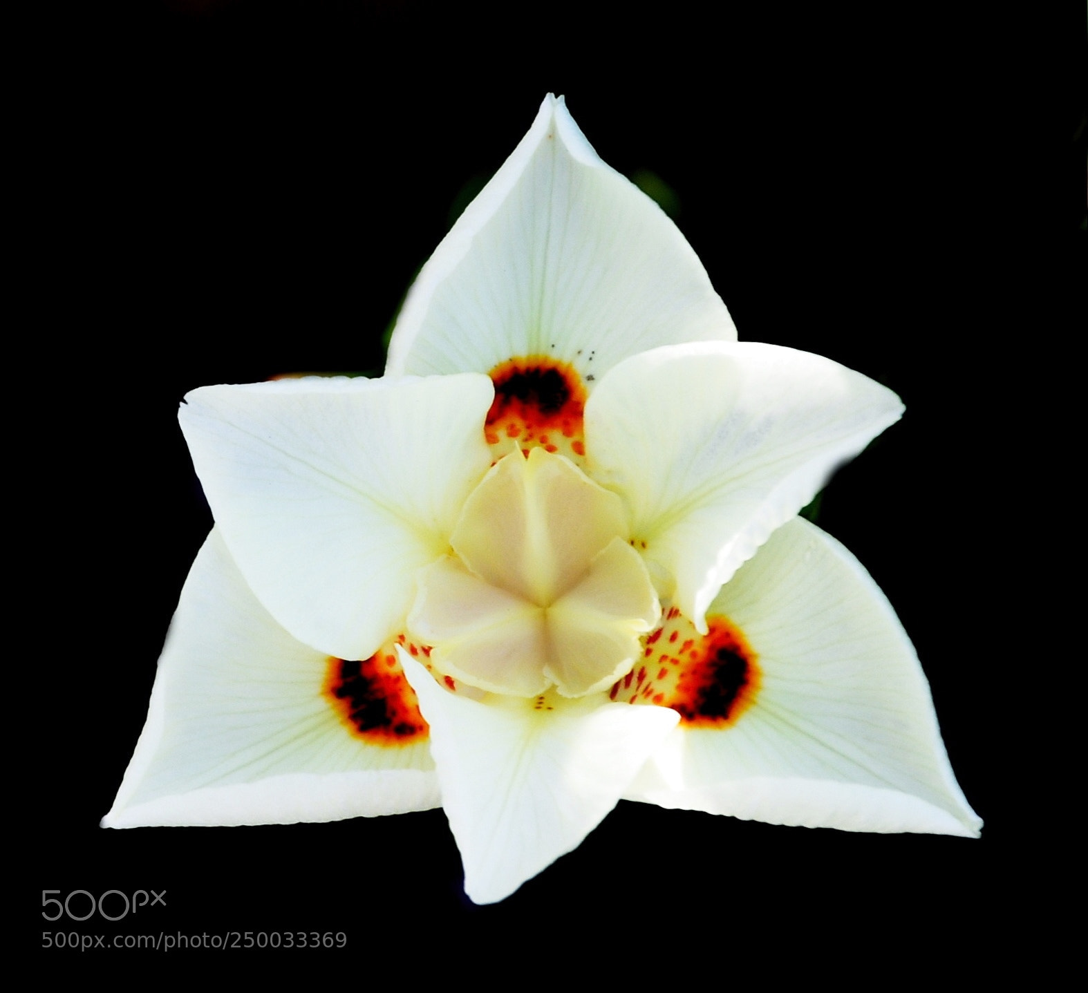 Nikon D7200 sample photo. A white spotted flower photography