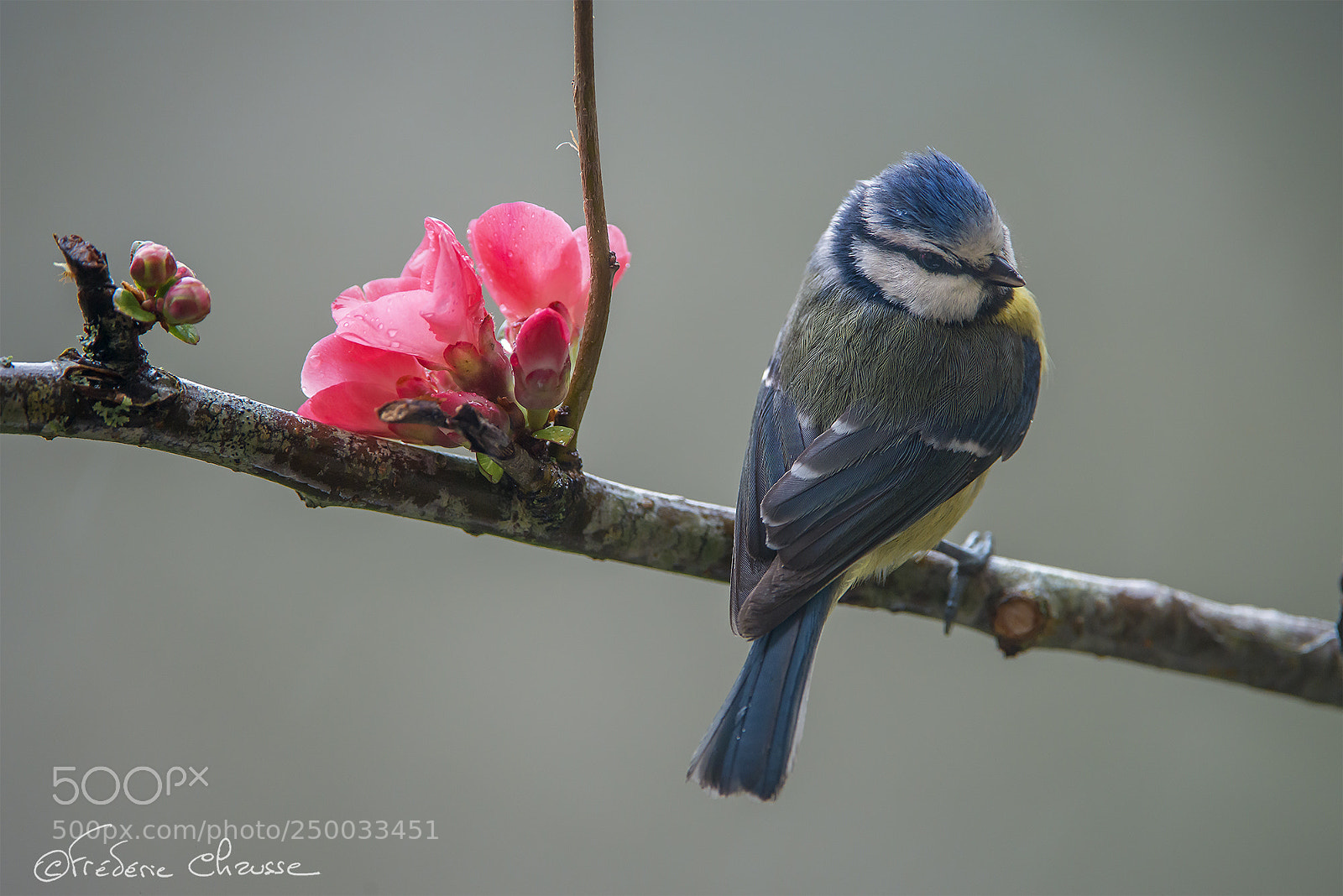 Nikon D800E sample photo. Cyanistes caeruleus photography