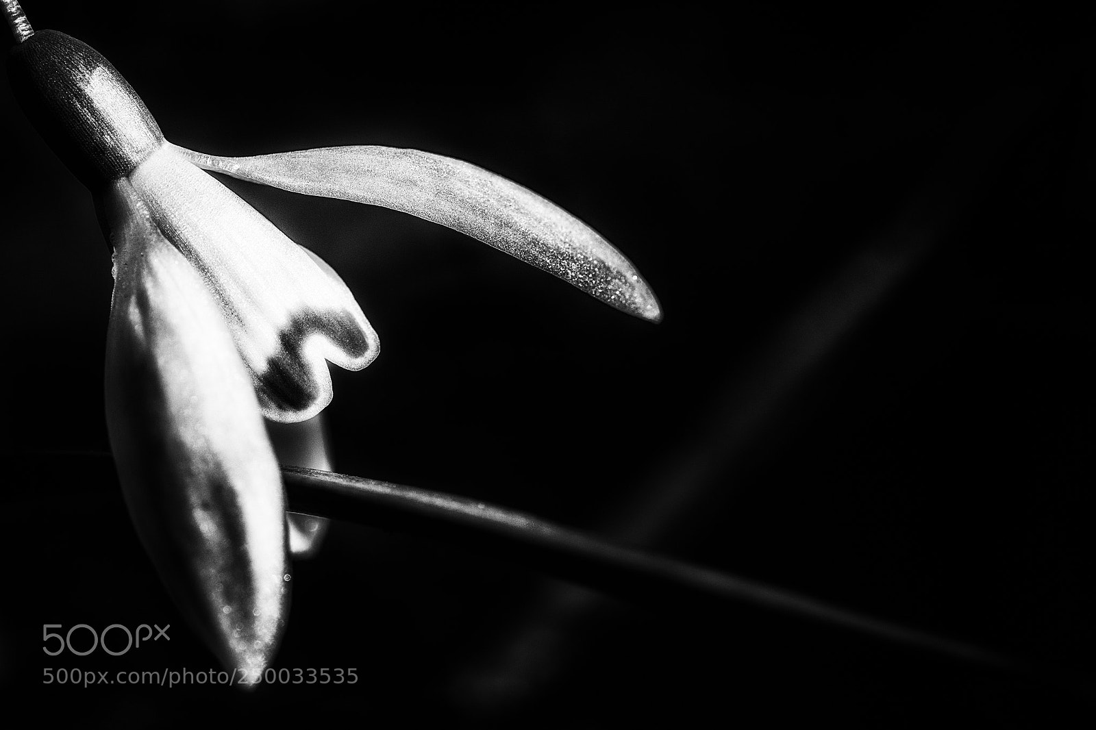 Nikon D500 sample photo. Flower-power photography