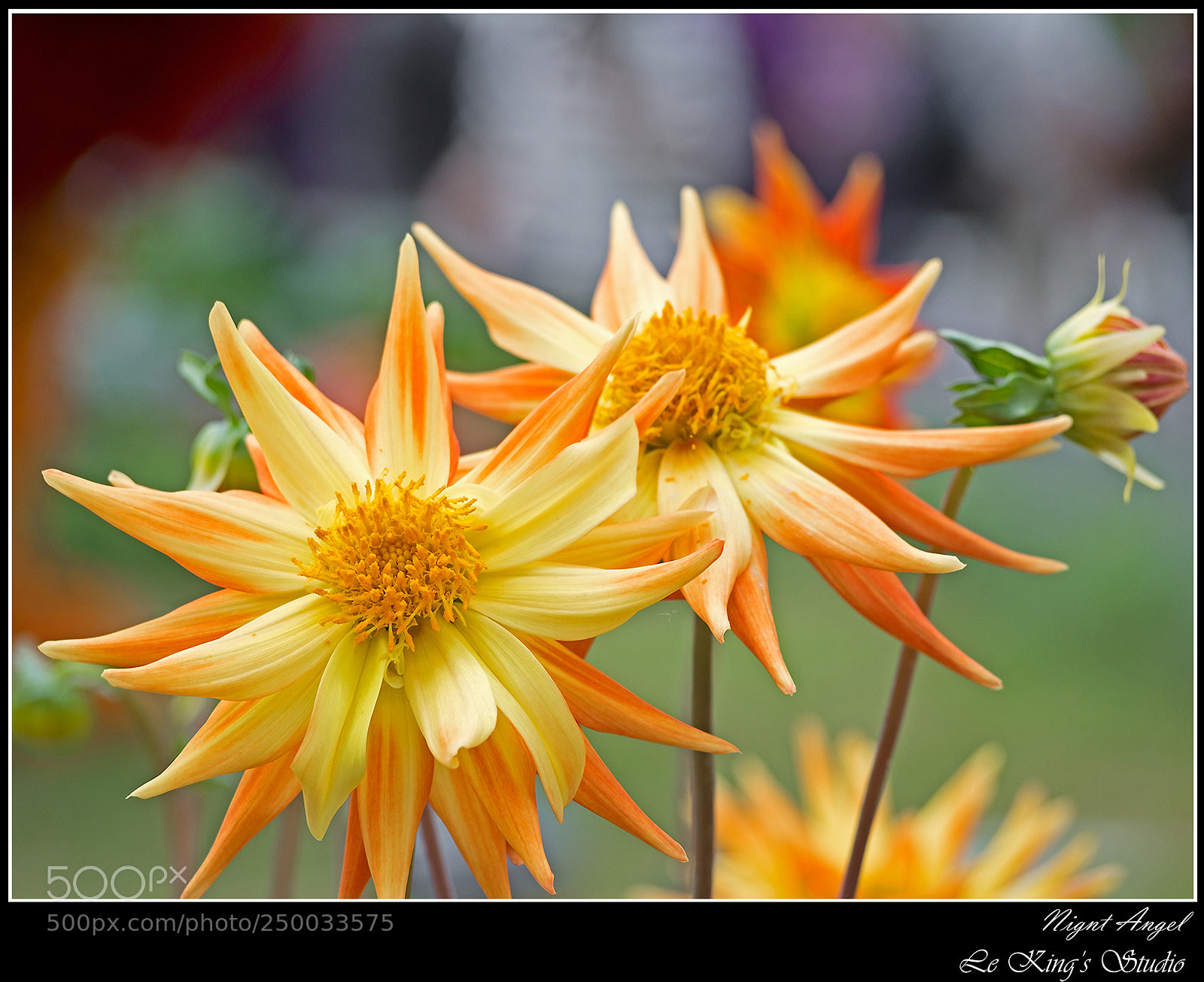 Olympus PEN E-PL6 sample photo. 單瓣大麗菊 • fimbriated dahlias photography