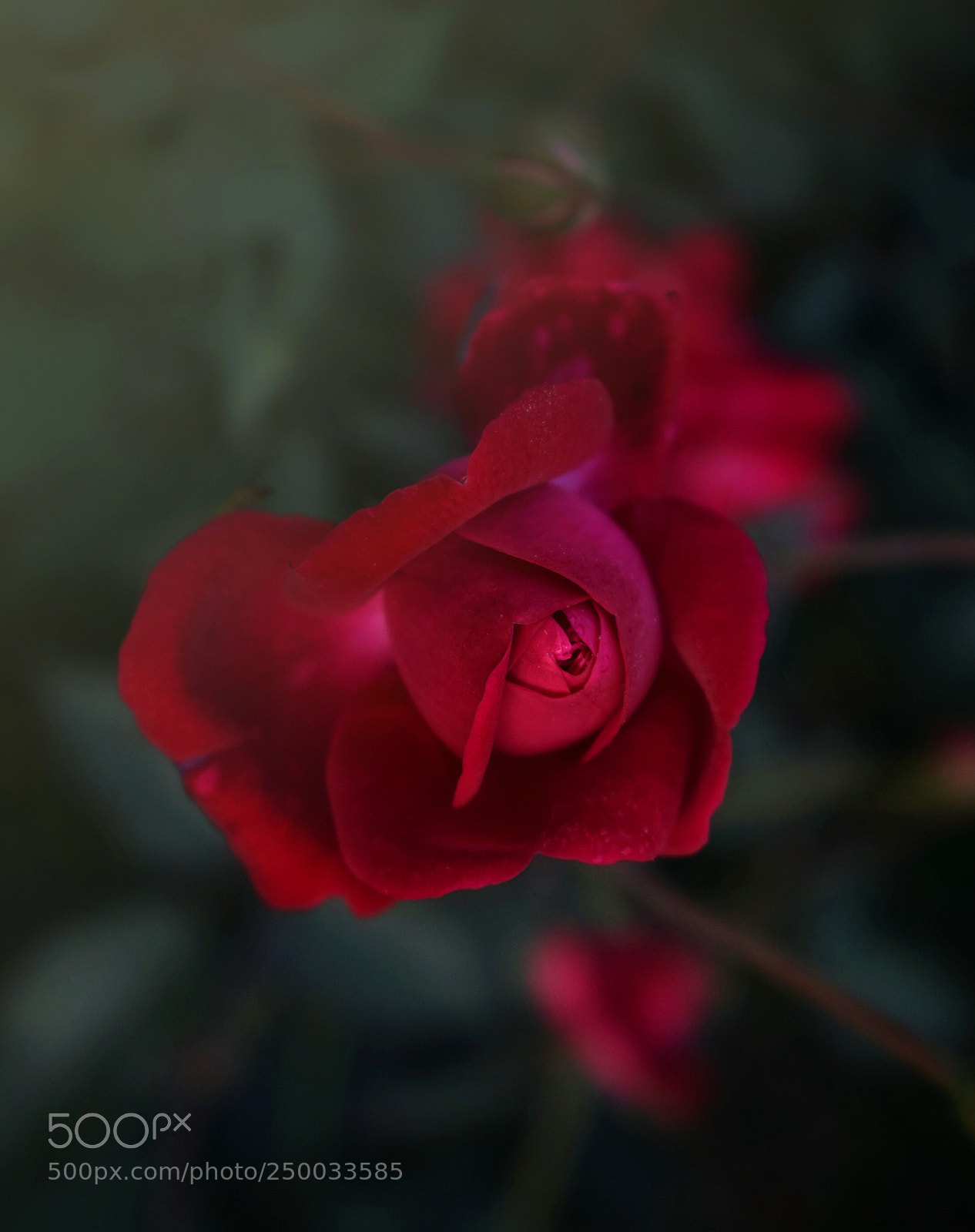 Nikon D5300 sample photo. The queen.. photography
