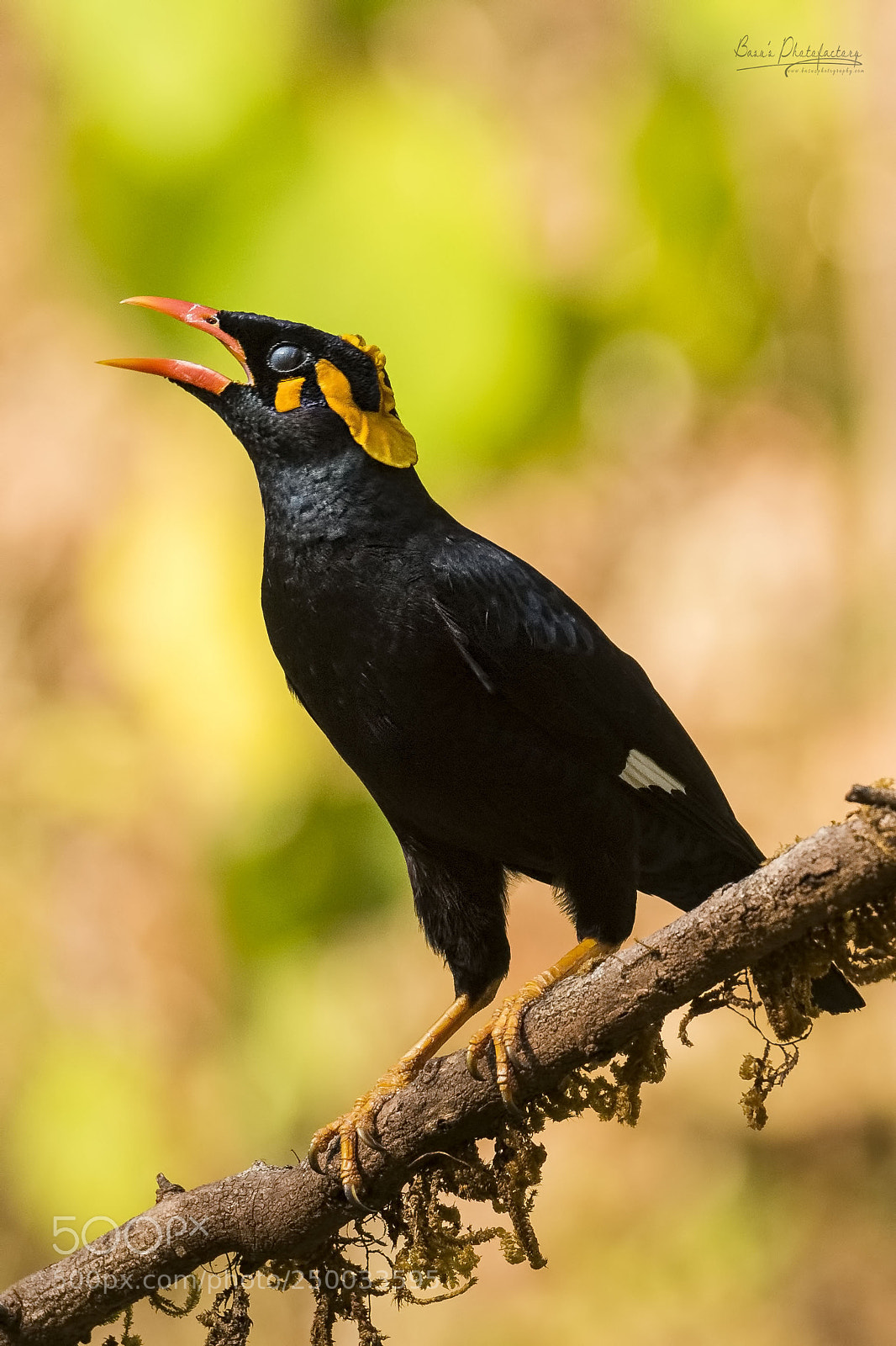 Nikon D810 sample photo. Hill myna photography