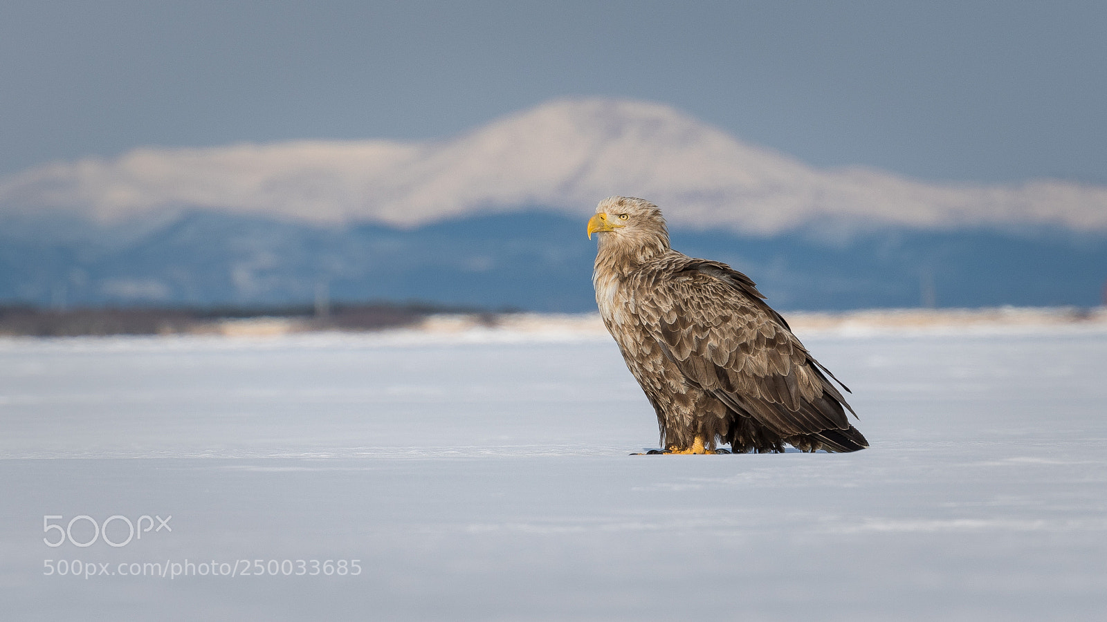 Canon EOS-1D X Mark II sample photo. White-tailed eagle at hokkaido photography