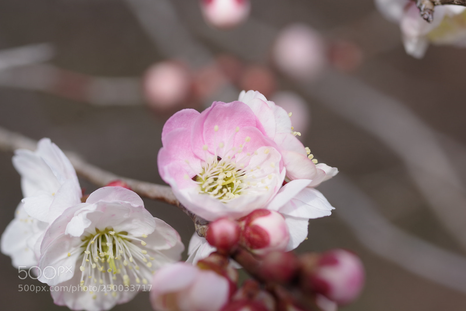 Pentax K-70 sample photo. Untitled photography
