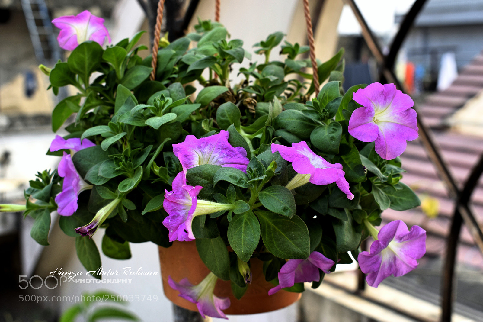 Nikon D3300 sample photo. Pink color of nature photography