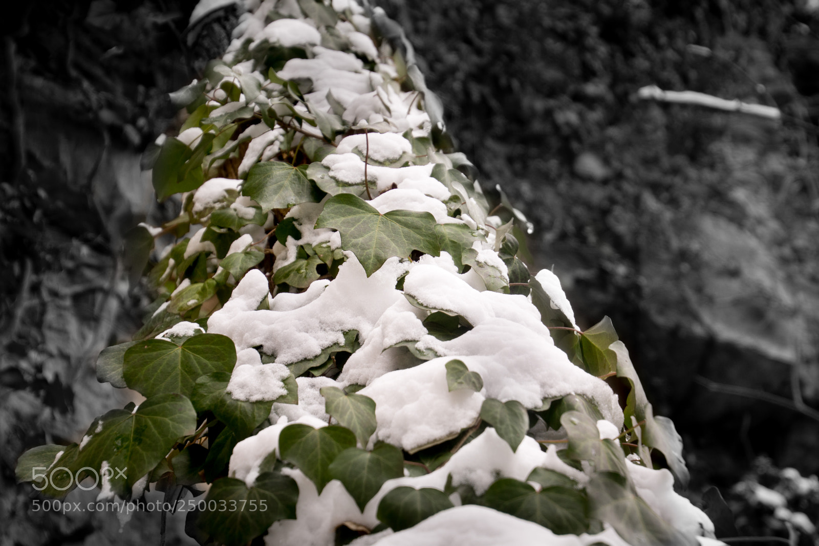 Sony SLT-A77 sample photo. Ivy on a frozen photography
