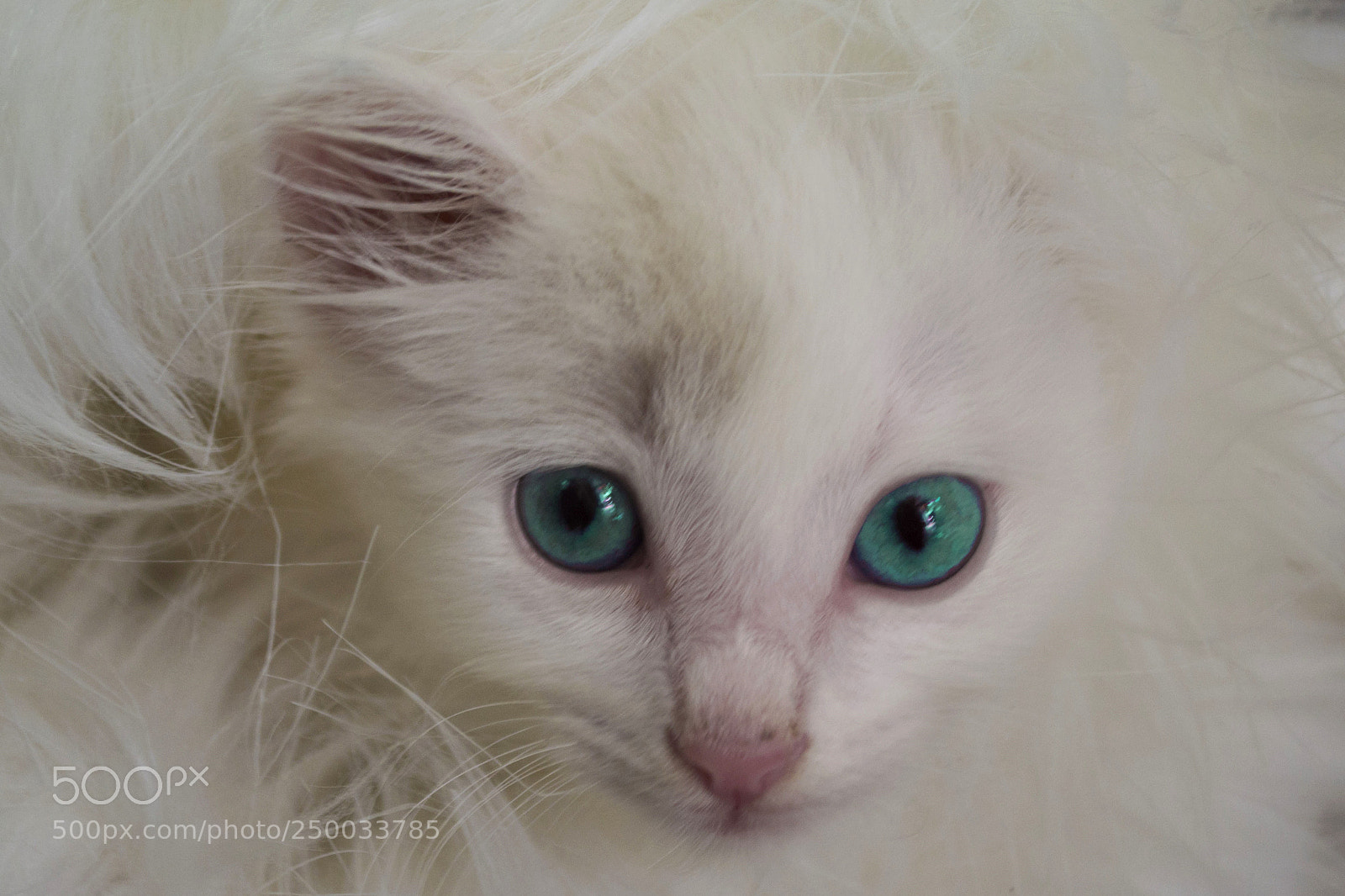 Nikon D3100 sample photo. Sam photography