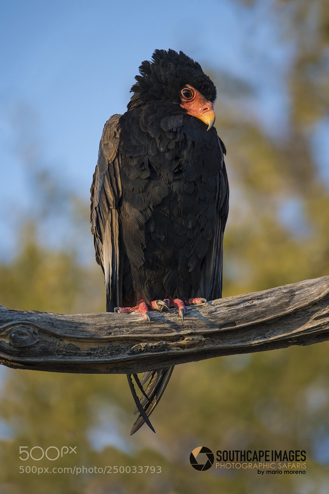 Canon EOS-1D X sample photo. The bateleur photography