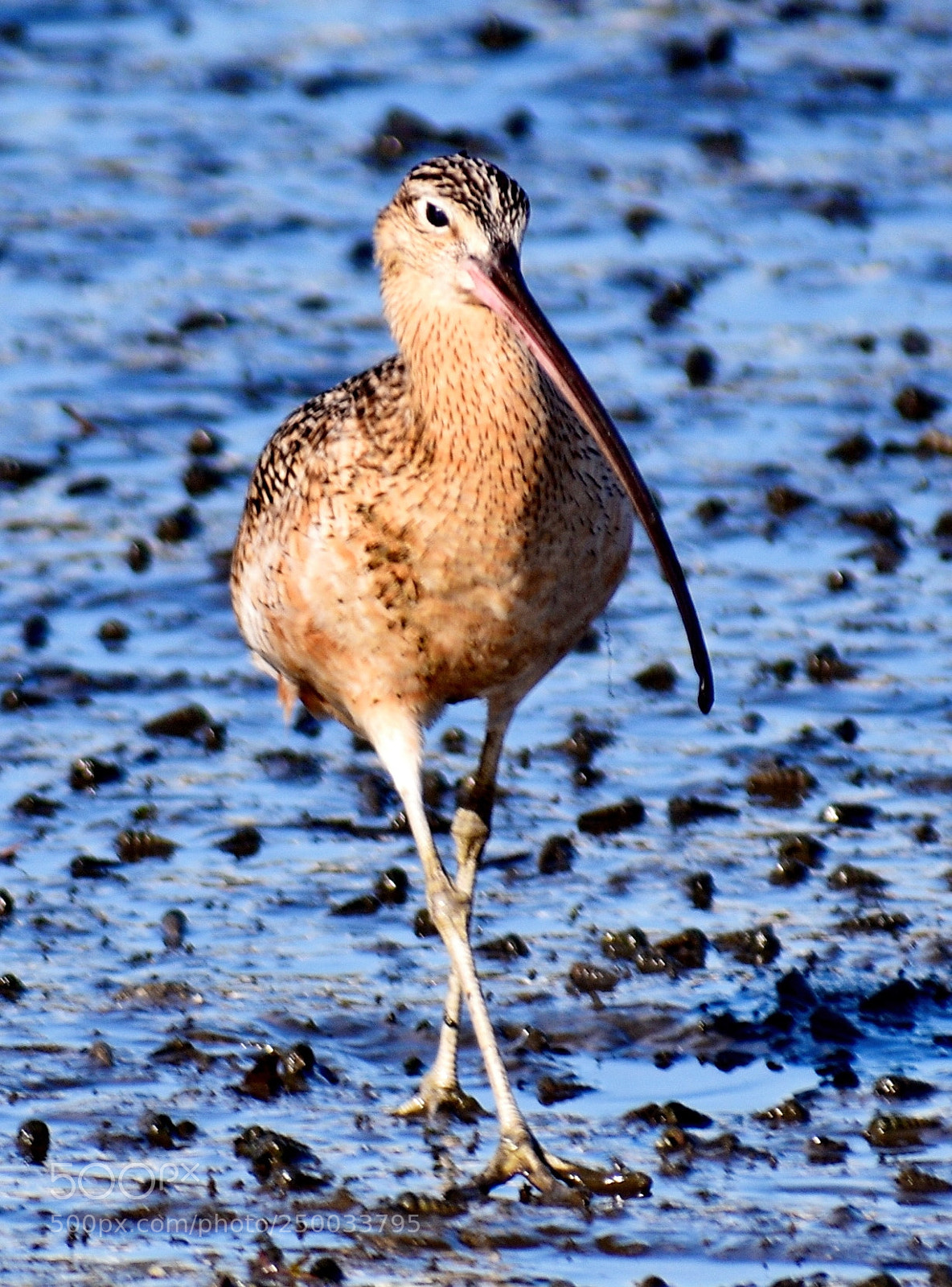 Nikon D7200 sample photo. Brown seabird walking on photography