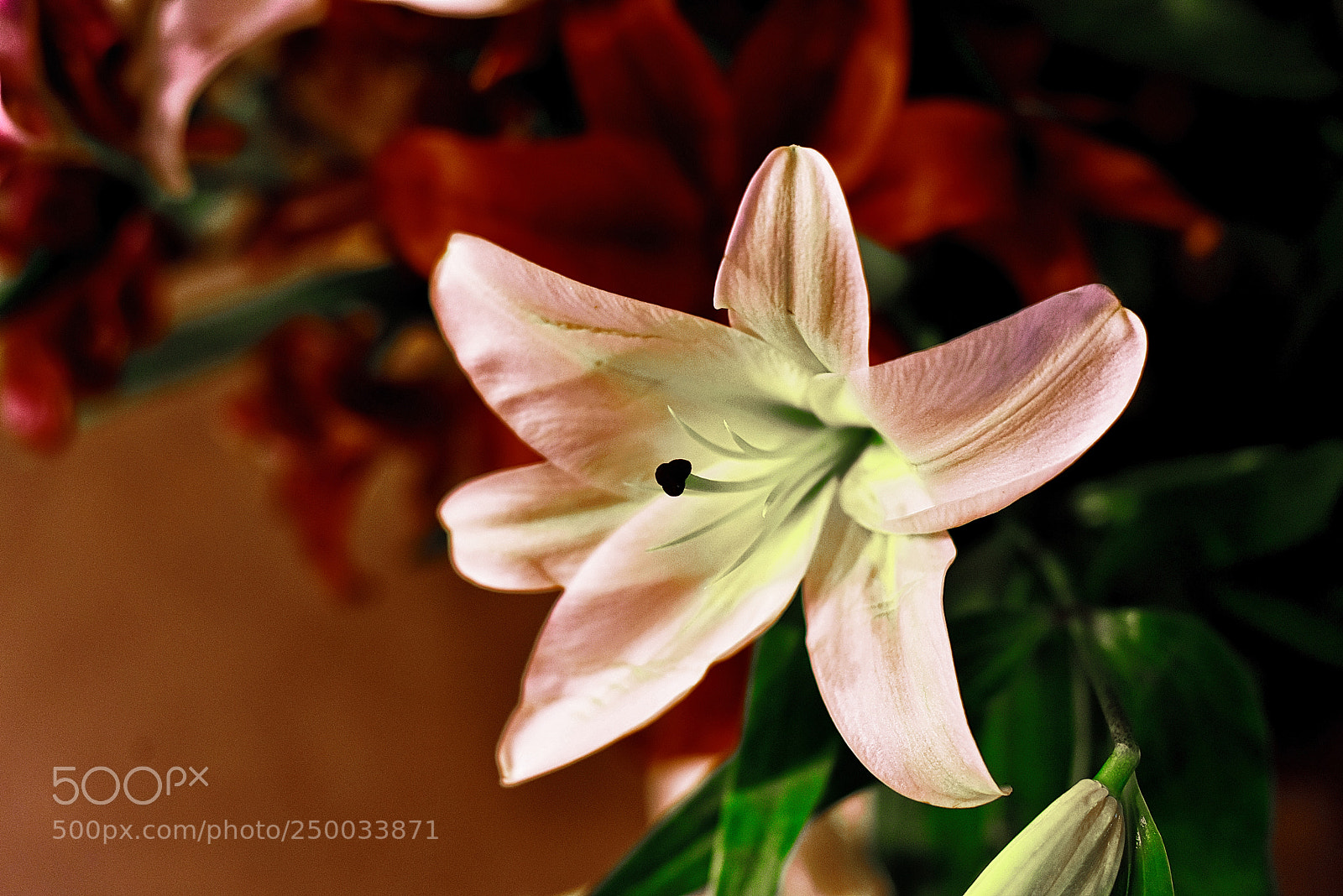 Nikon D810 sample photo. Lilly esmiralda! photography