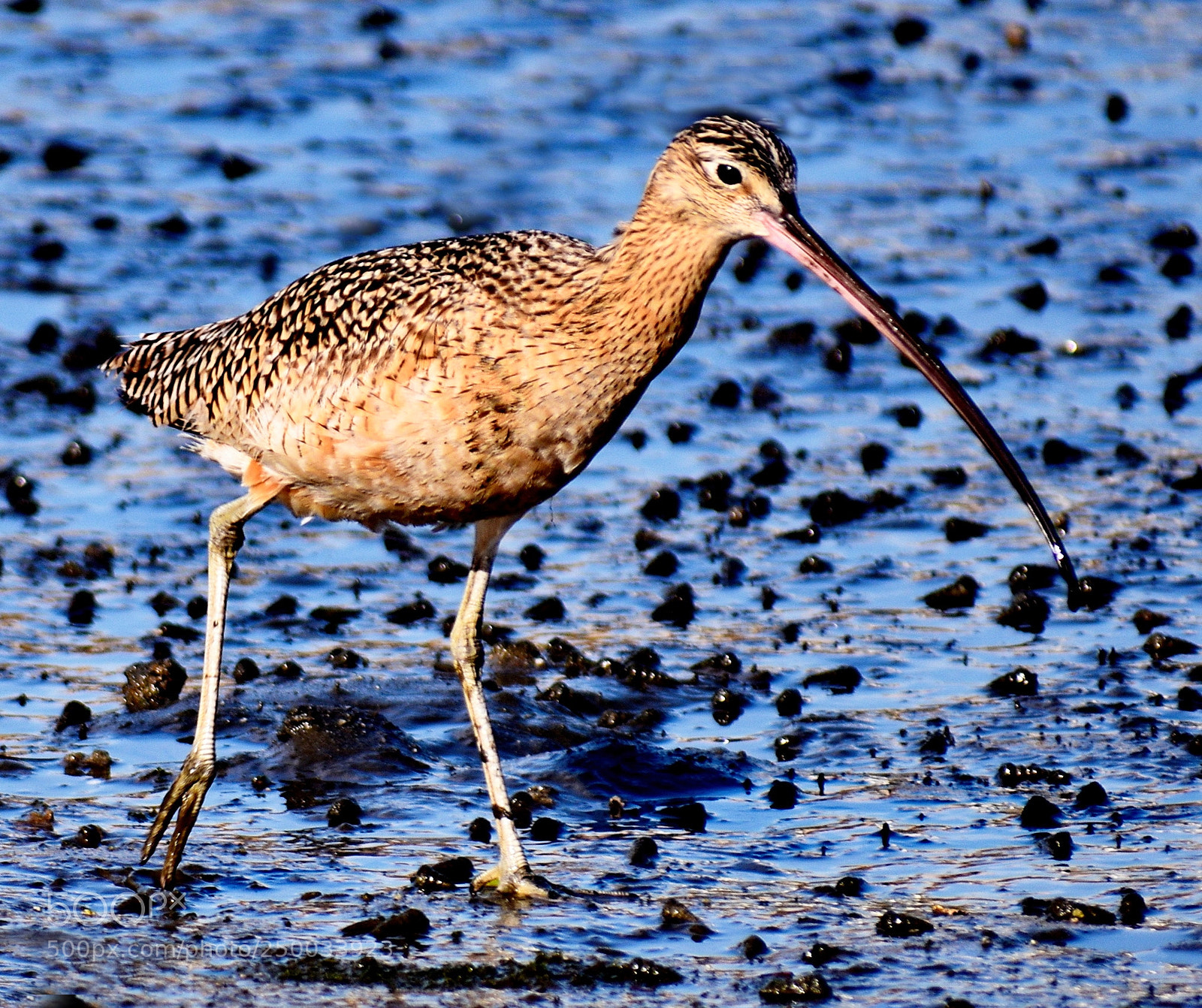 Nikon D7200 sample photo. Brown seabird walking on photography