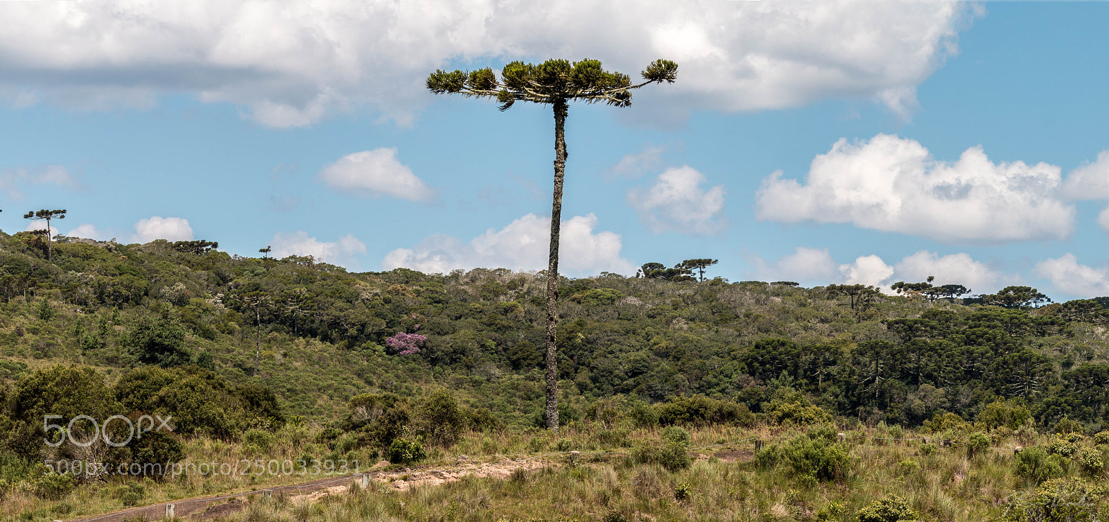 Canon EOS 70D sample photo. The tree photography