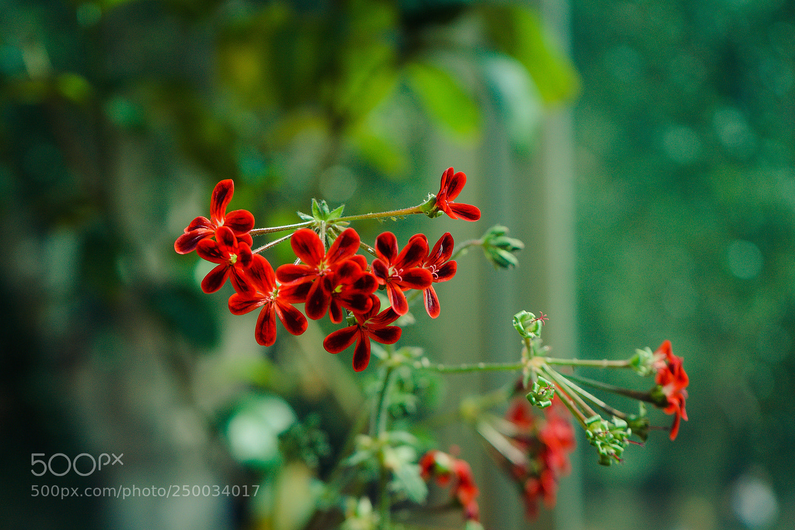 Sony a7 II sample photo. Red tiny flowers photography