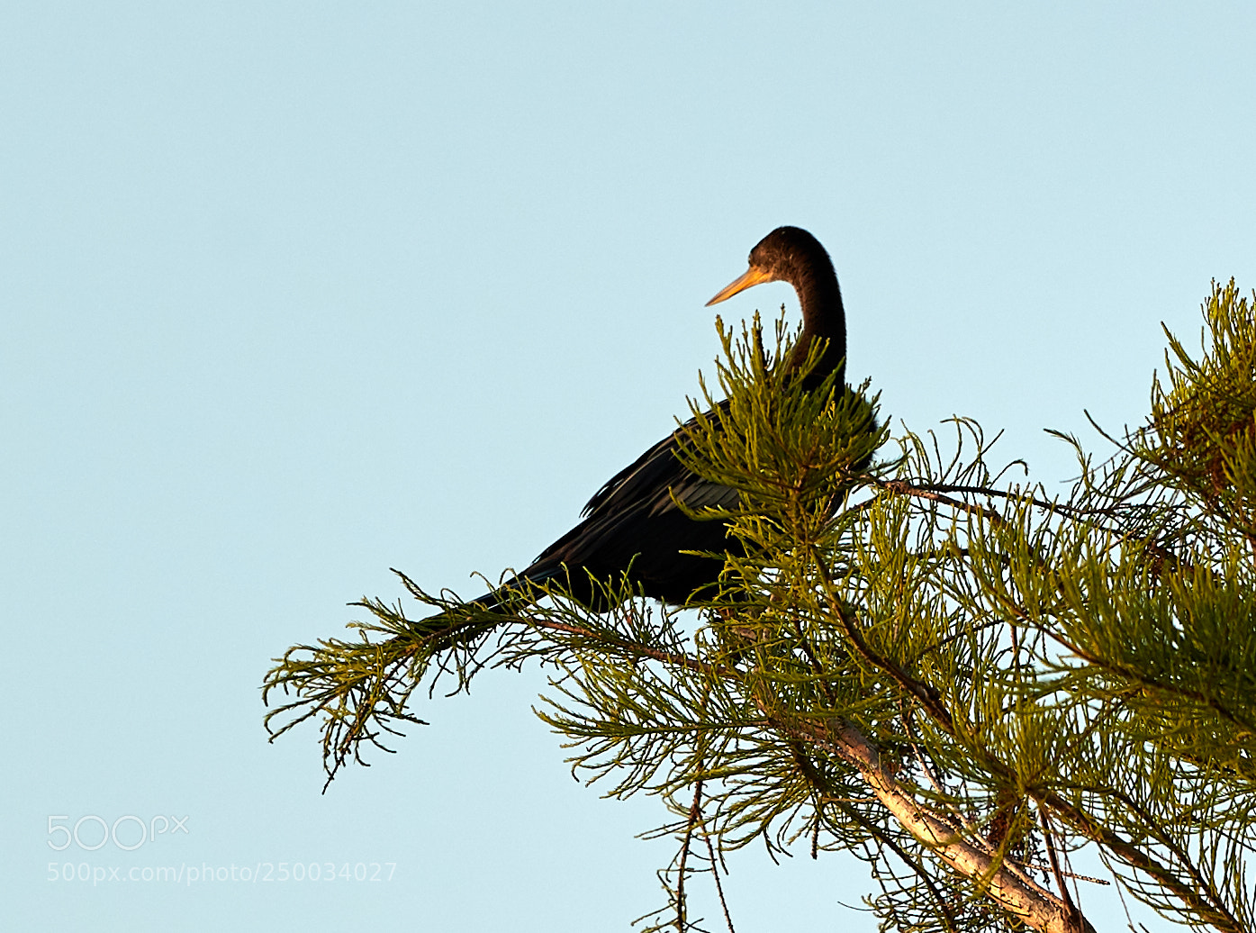 Canon EOS-1D X Mark II sample photo. 03-20-18-0008746.jpg photography