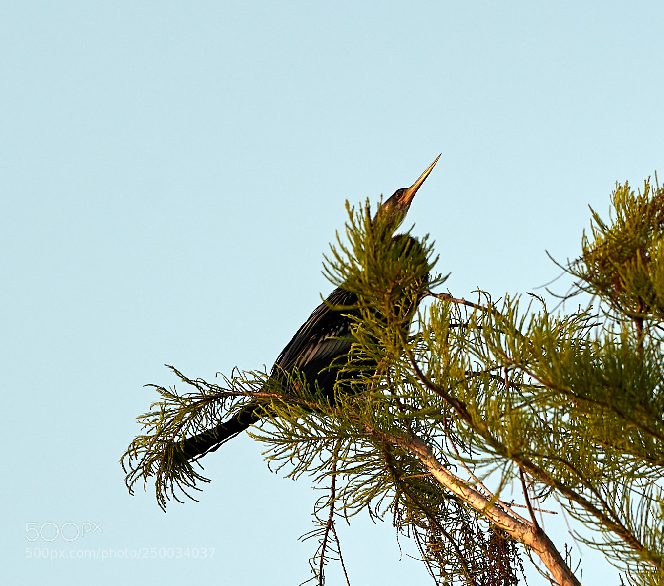 Canon EOS-1D X Mark II sample photo. 03-20-18-0008744.jpg photography