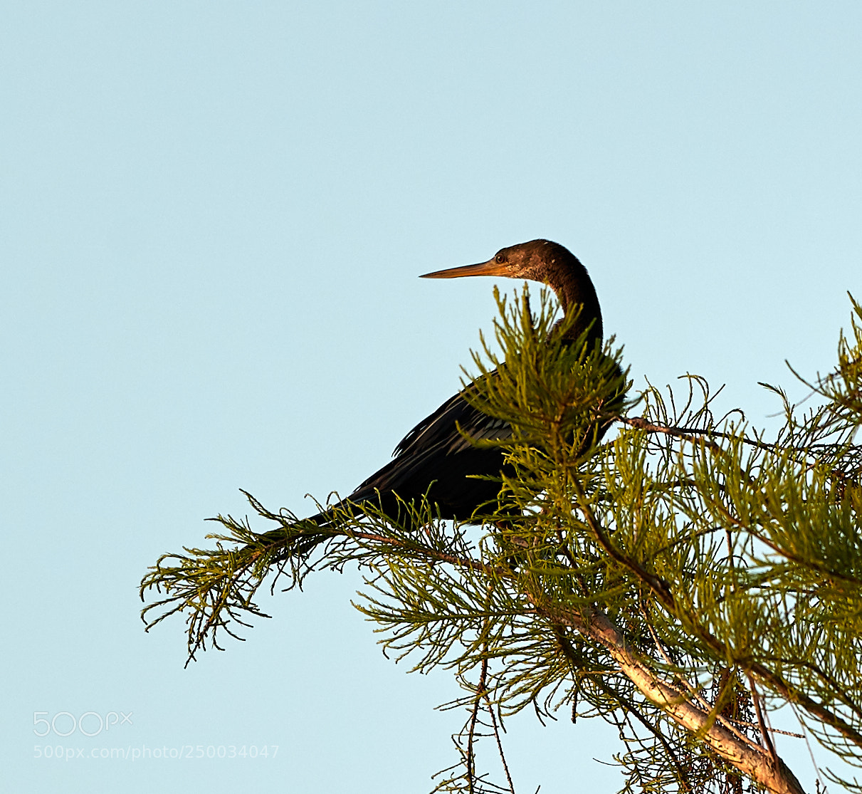 Canon EOS-1D X Mark II sample photo. 03-20-18-0008745.jpg photography