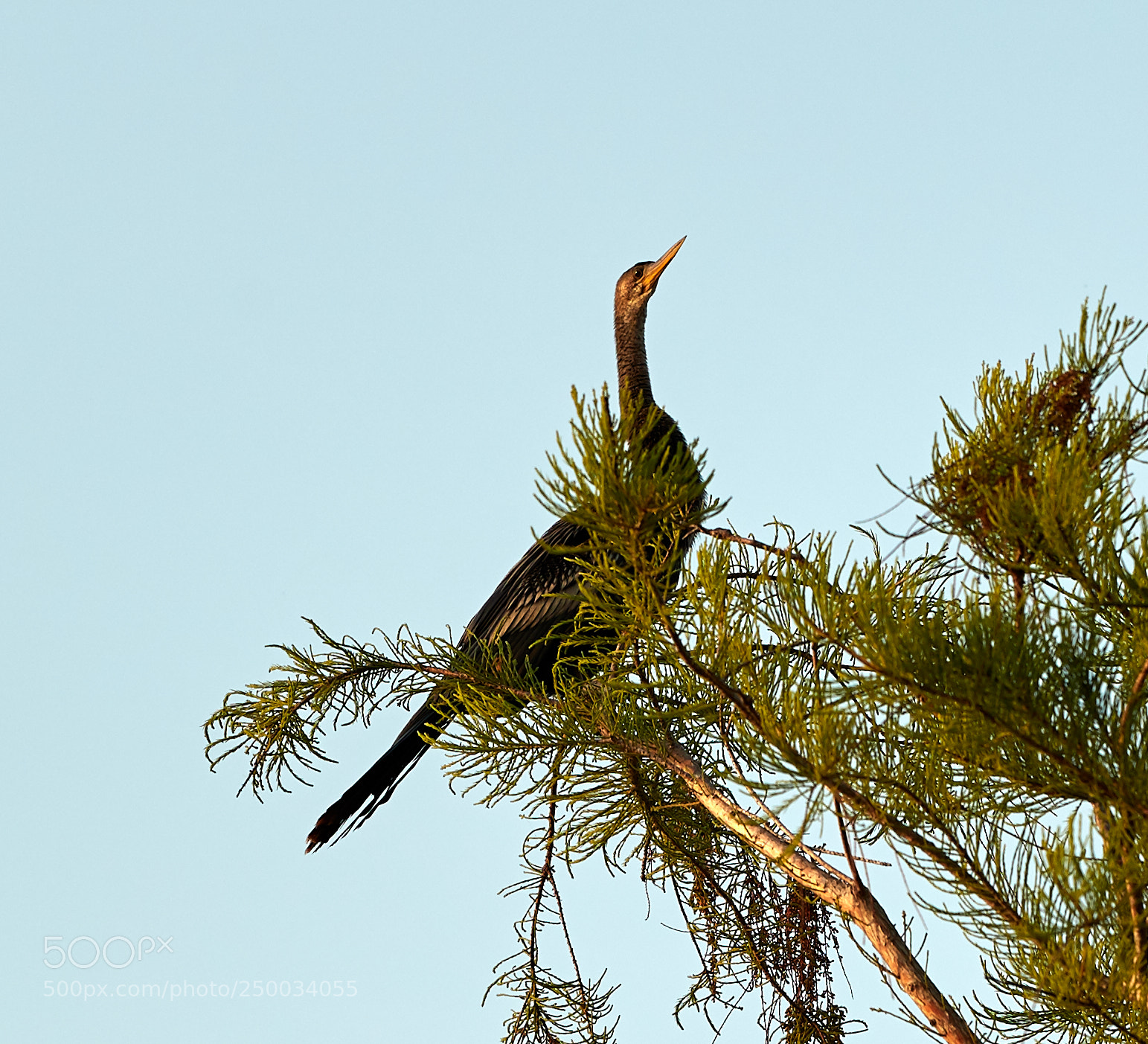Canon EOS-1D X Mark II sample photo. 03-20-18-0008738.jpg photography