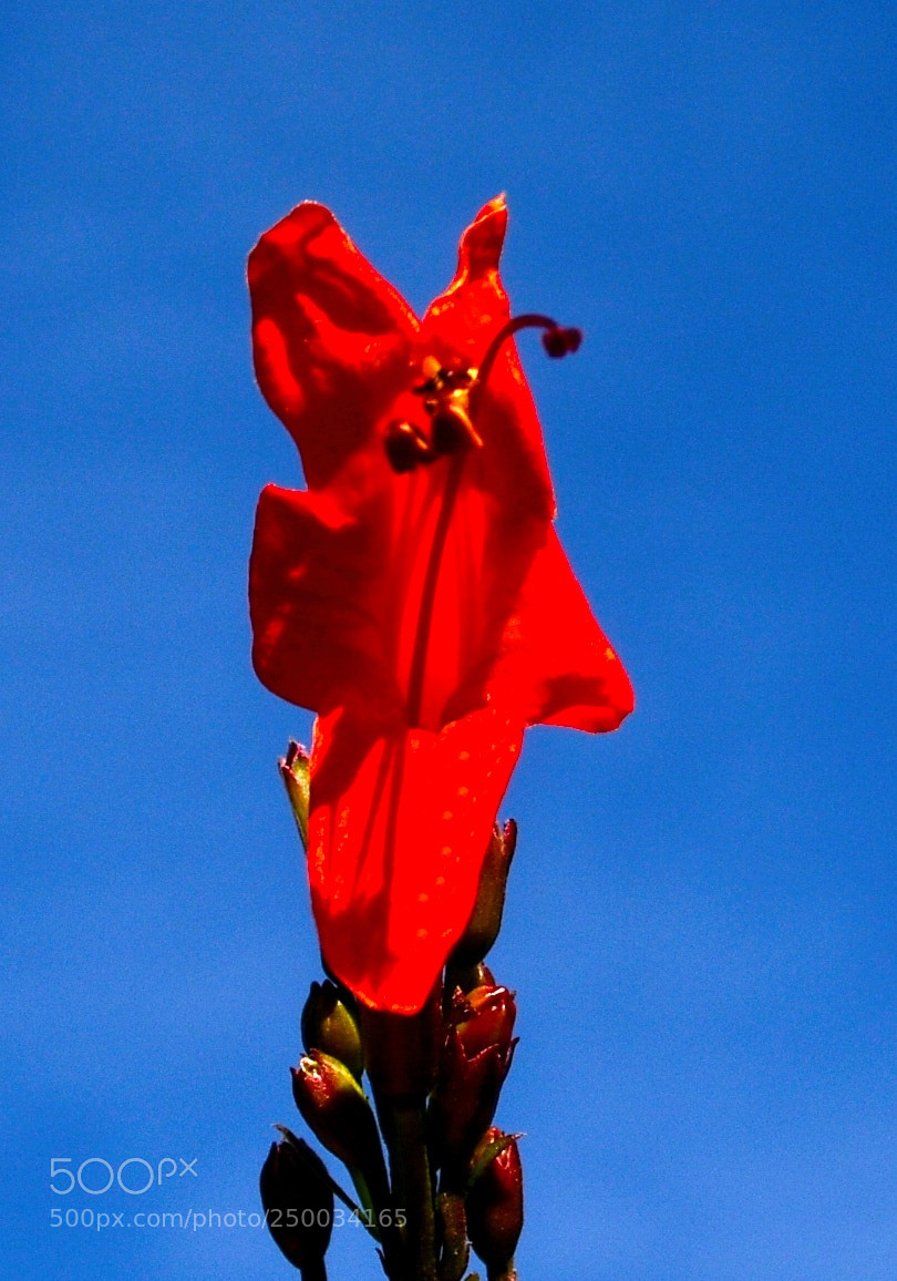 Nikon D7200 sample photo. A red flower in photography