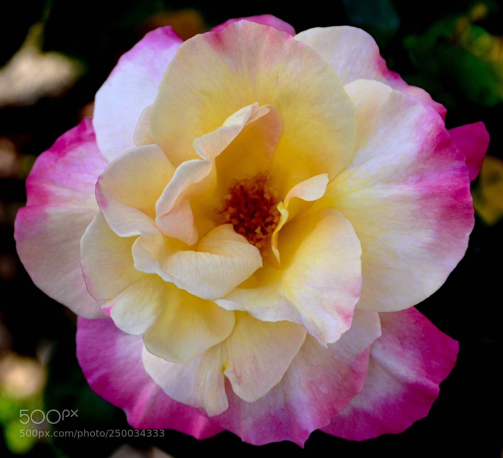 Nikon D7200 sample photo. A pink and white photography