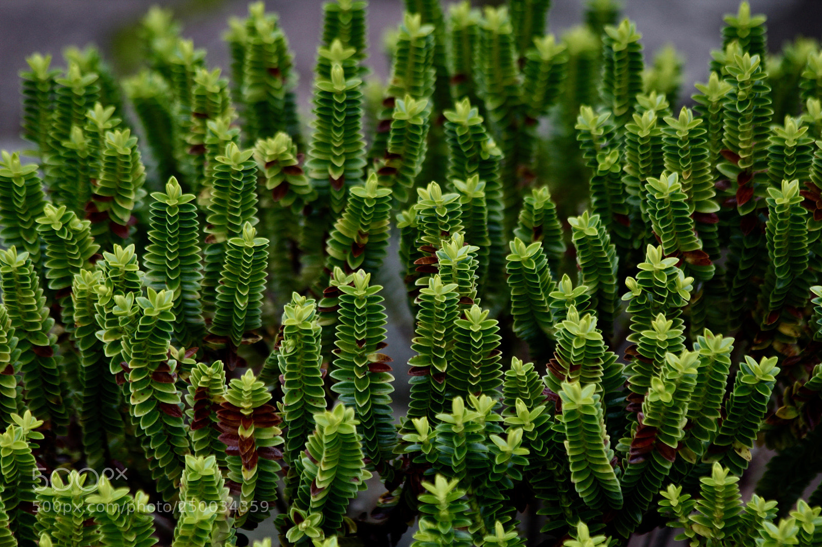 Canon EOS 60D sample photo. Green photography