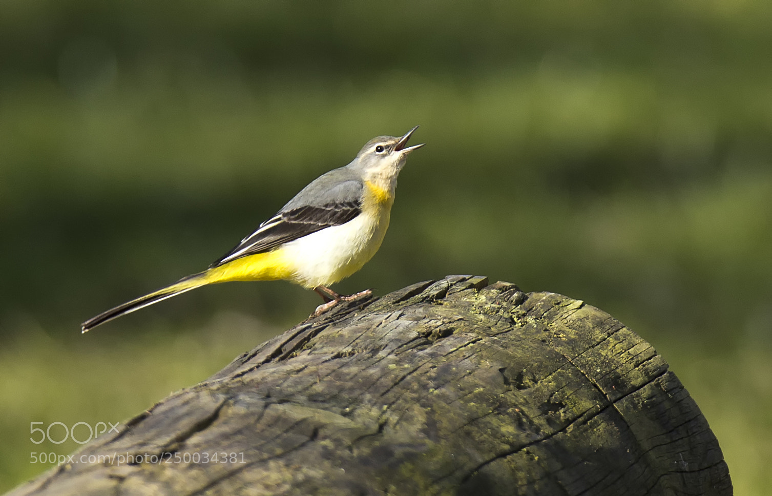 Canon EOS-1D X sample photo. Grey wagtail photography