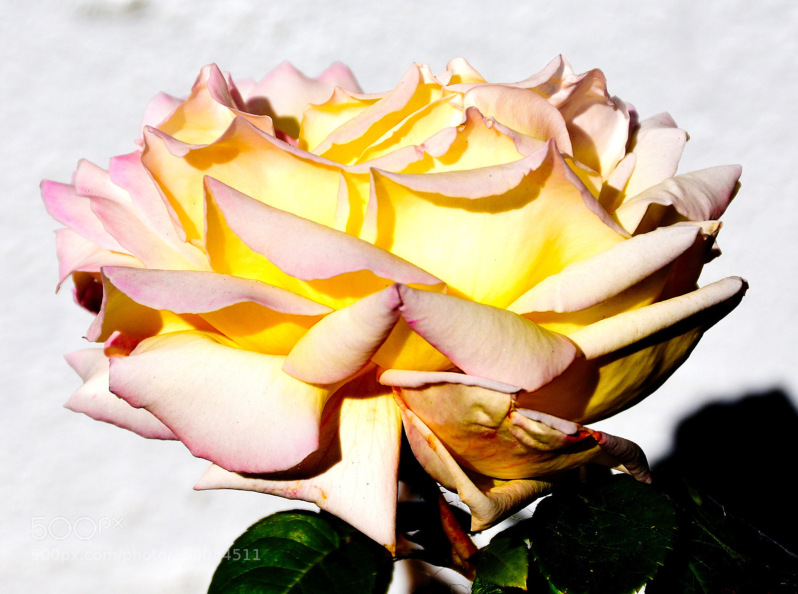 Nikon D7200 sample photo. A pink rose in photography