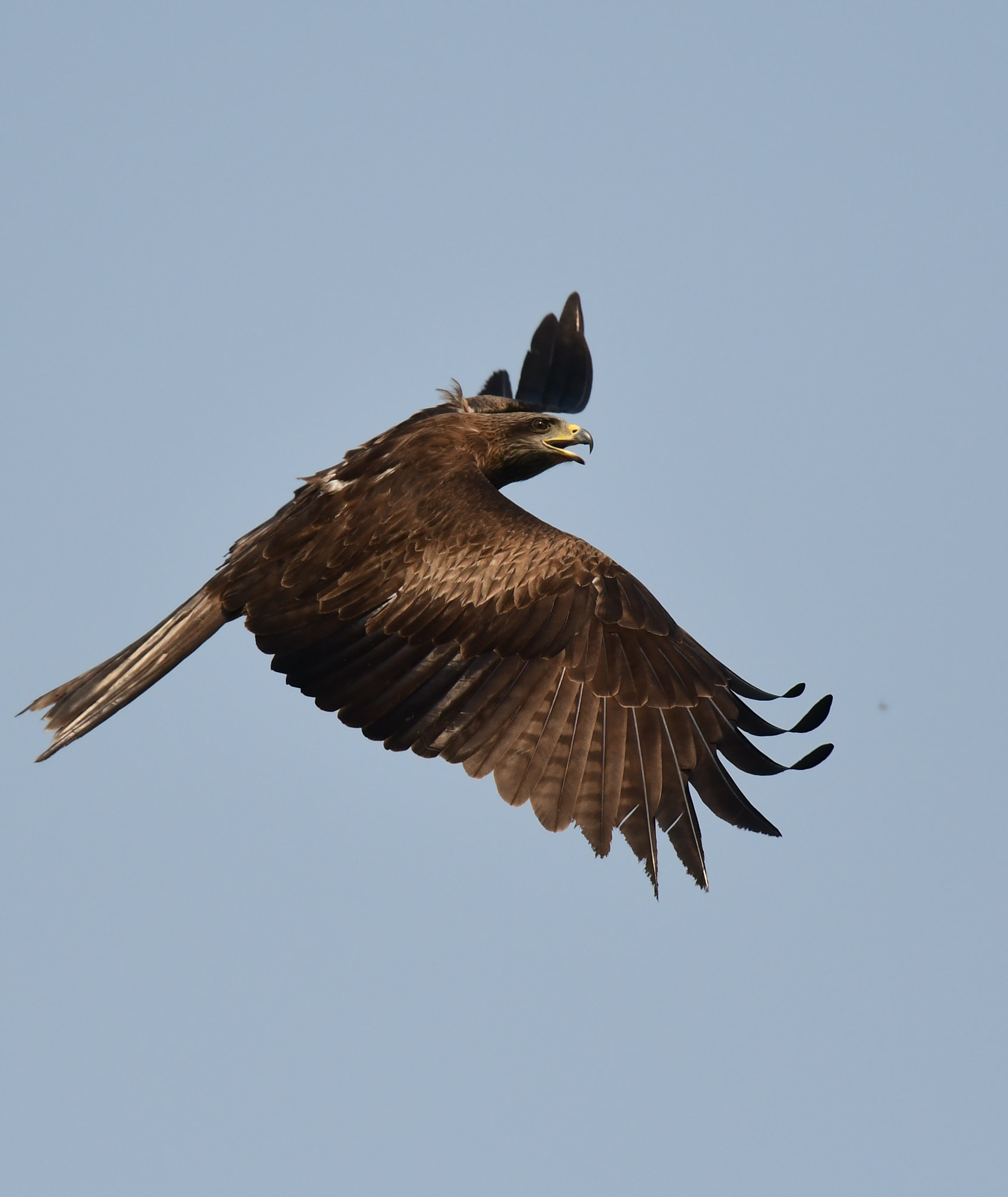 Nikon D500 + Nikon Nikkor AF-S 300mm F4E PF ED VR sample photo. Yellow-billed kite or black kite photography