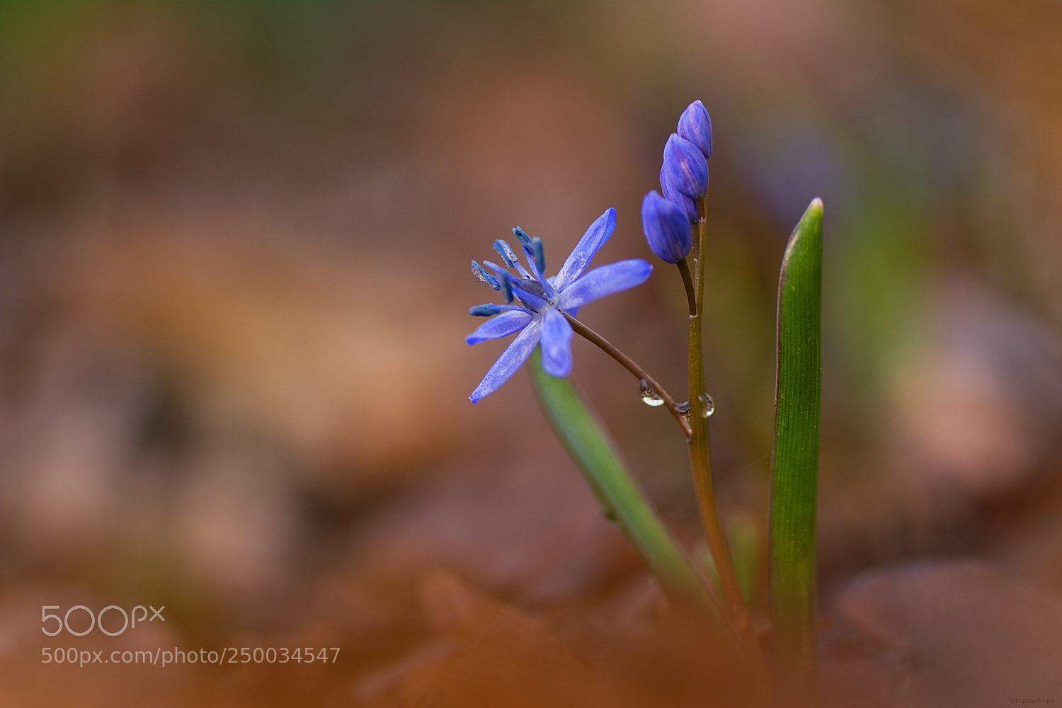 Nikon D7100 sample photo. Little blue star photography