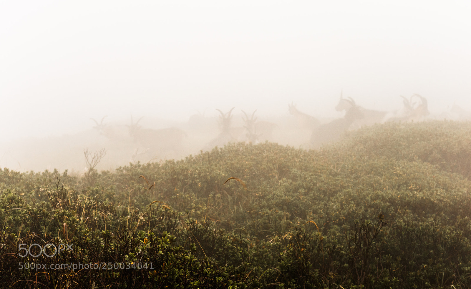 Canon EOS M3 sample photo. Fog photography
