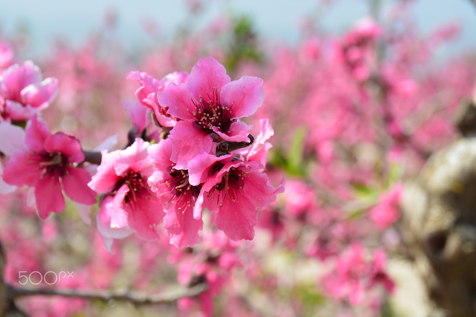 Nikon D5200 sample photo. Spring blossom photography