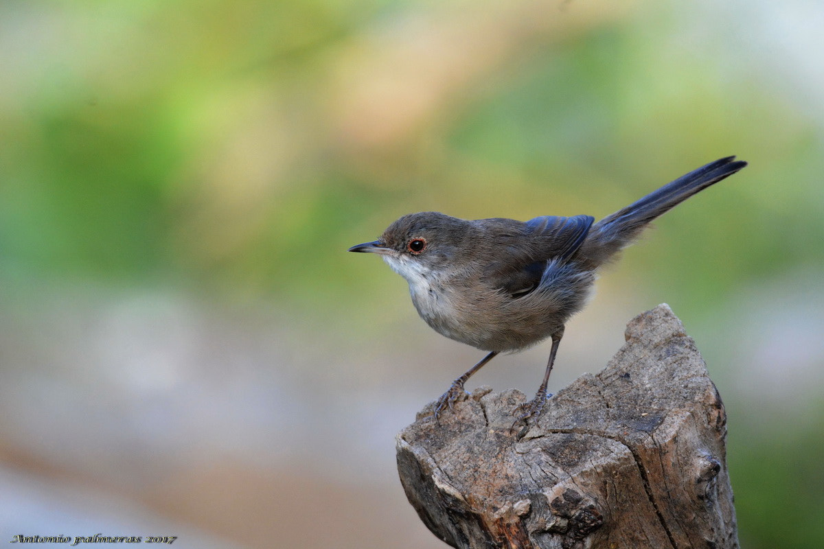 Nikon D7100 + Sigma 150-600mm F5-6.3 DG OS HSM | S sample photo. El peque photography