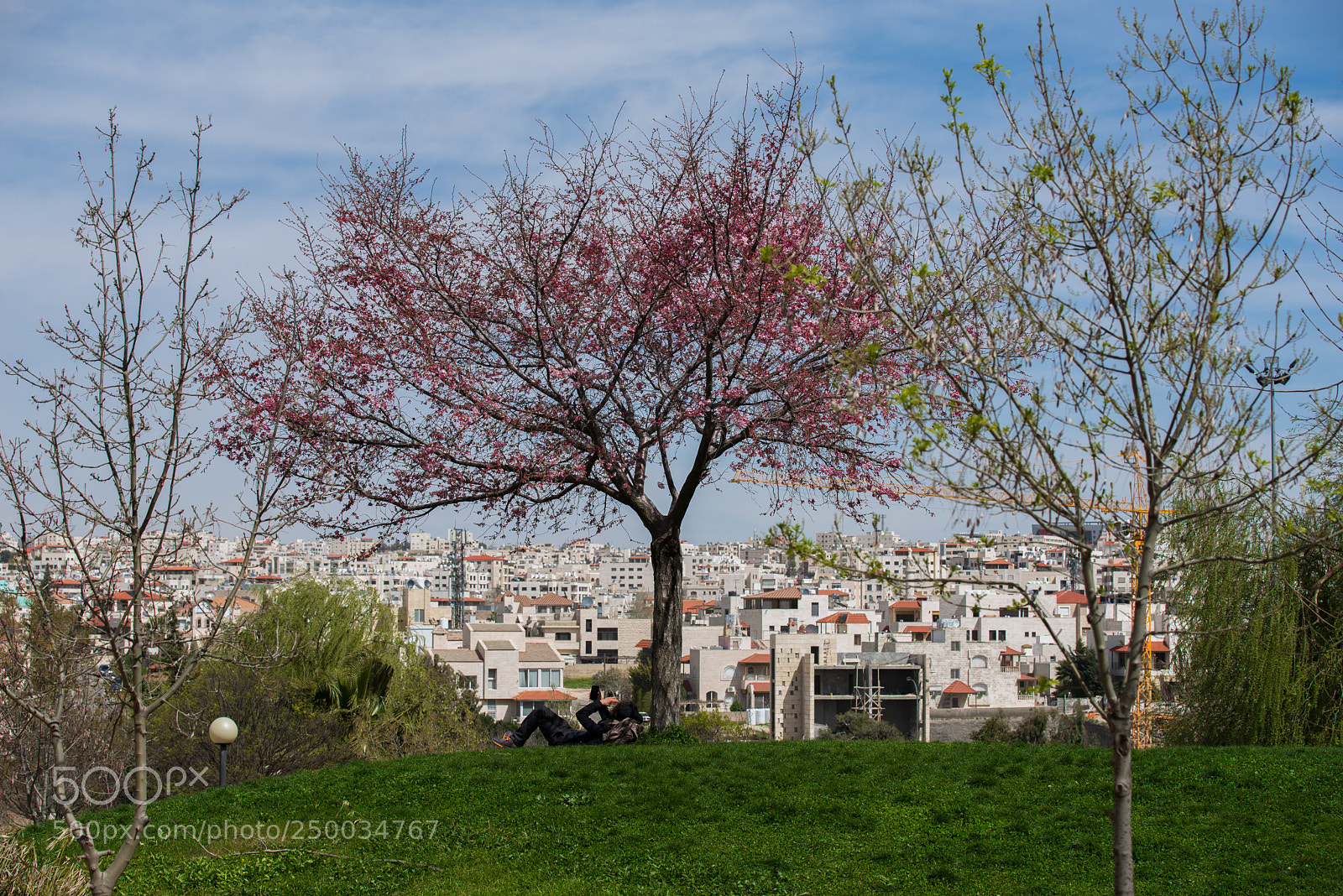 Nikon D610 sample photo. Tree photography