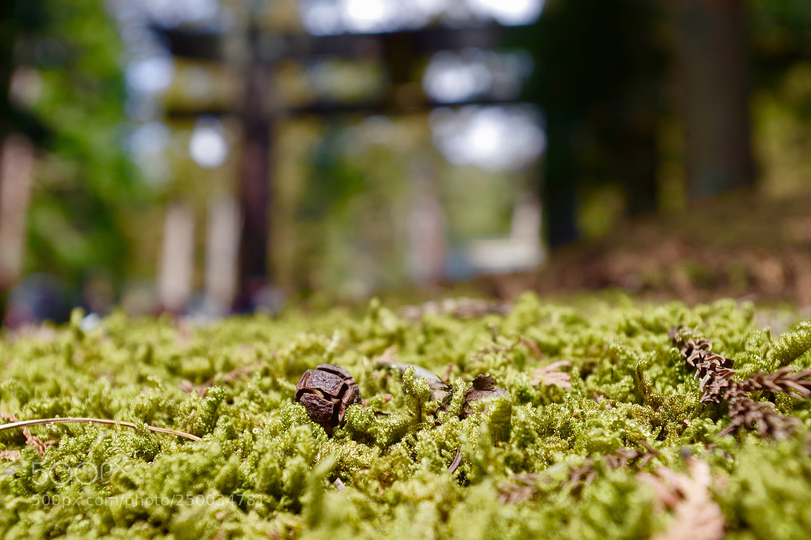 Pentax K-S2 sample photo. Little pinecone. photography