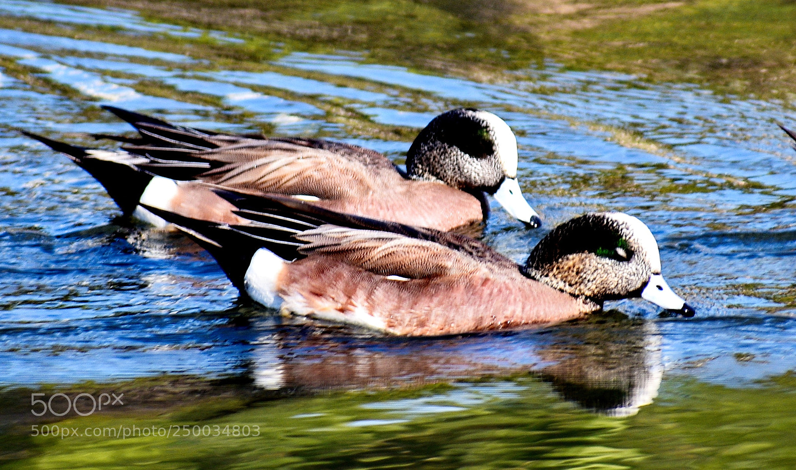 Nikon D7200 sample photo. Two ducks swimming in photography