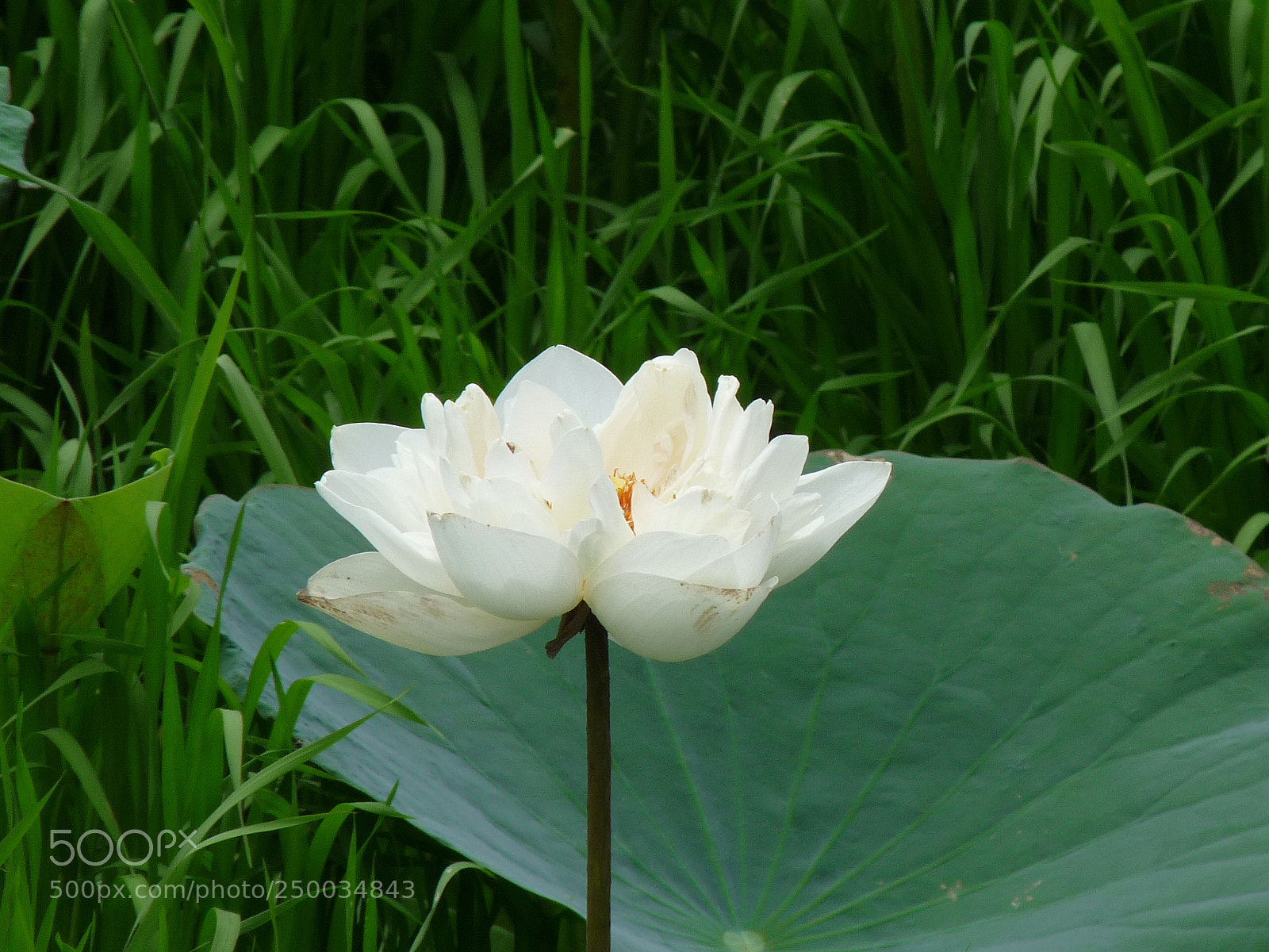 Panasonic Lumix DMC-FZ28 sample photo. P photography