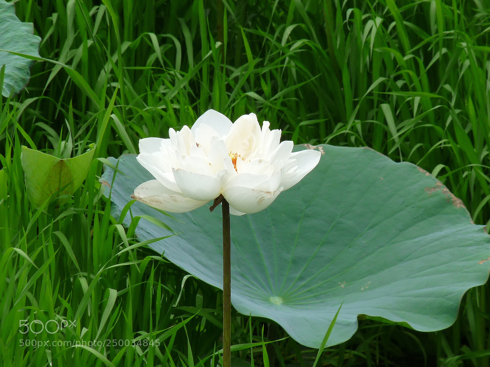 Panasonic Lumix DMC-FZ28 sample photo. P photography
