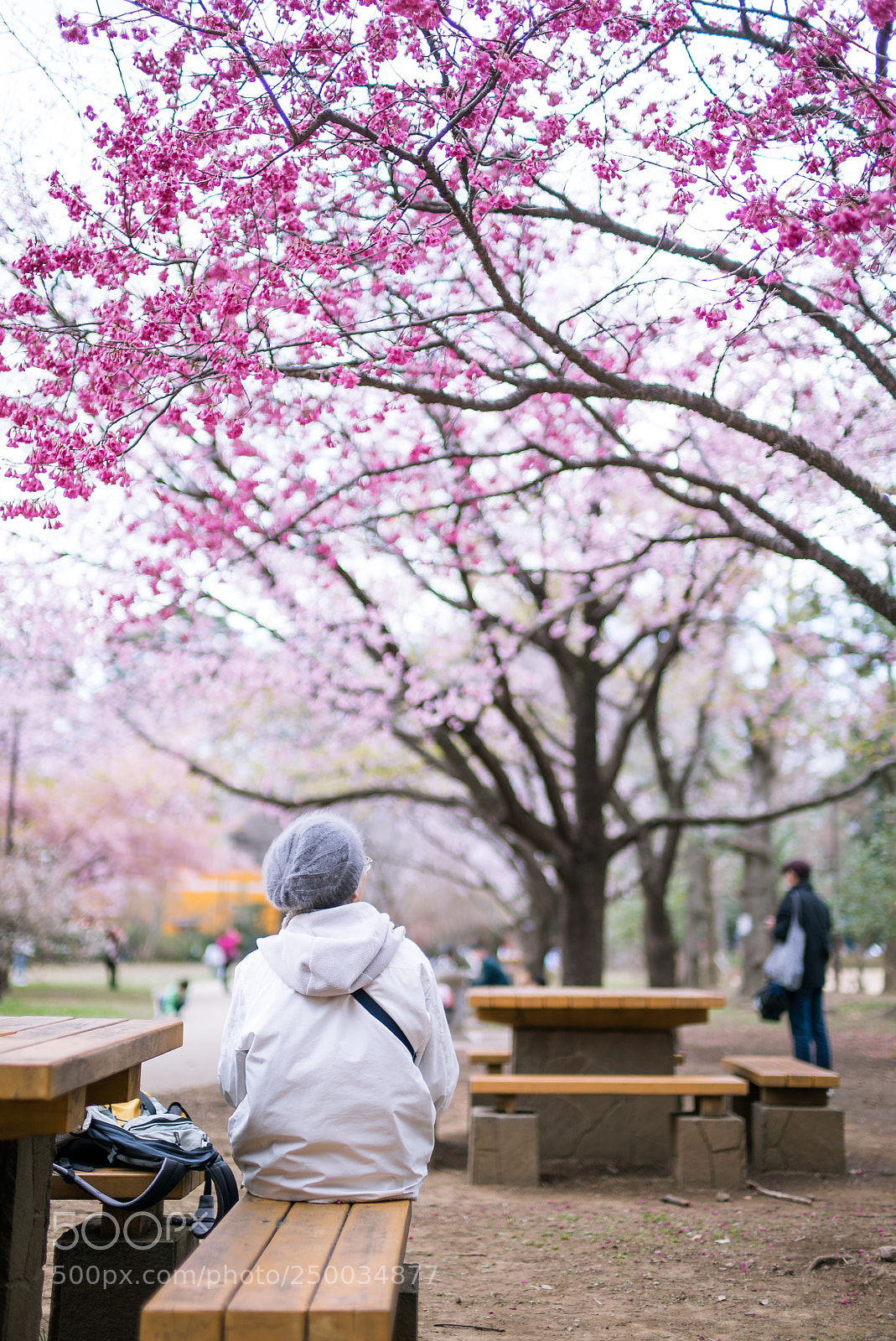 Sony a7S sample photo. Spring! photography
