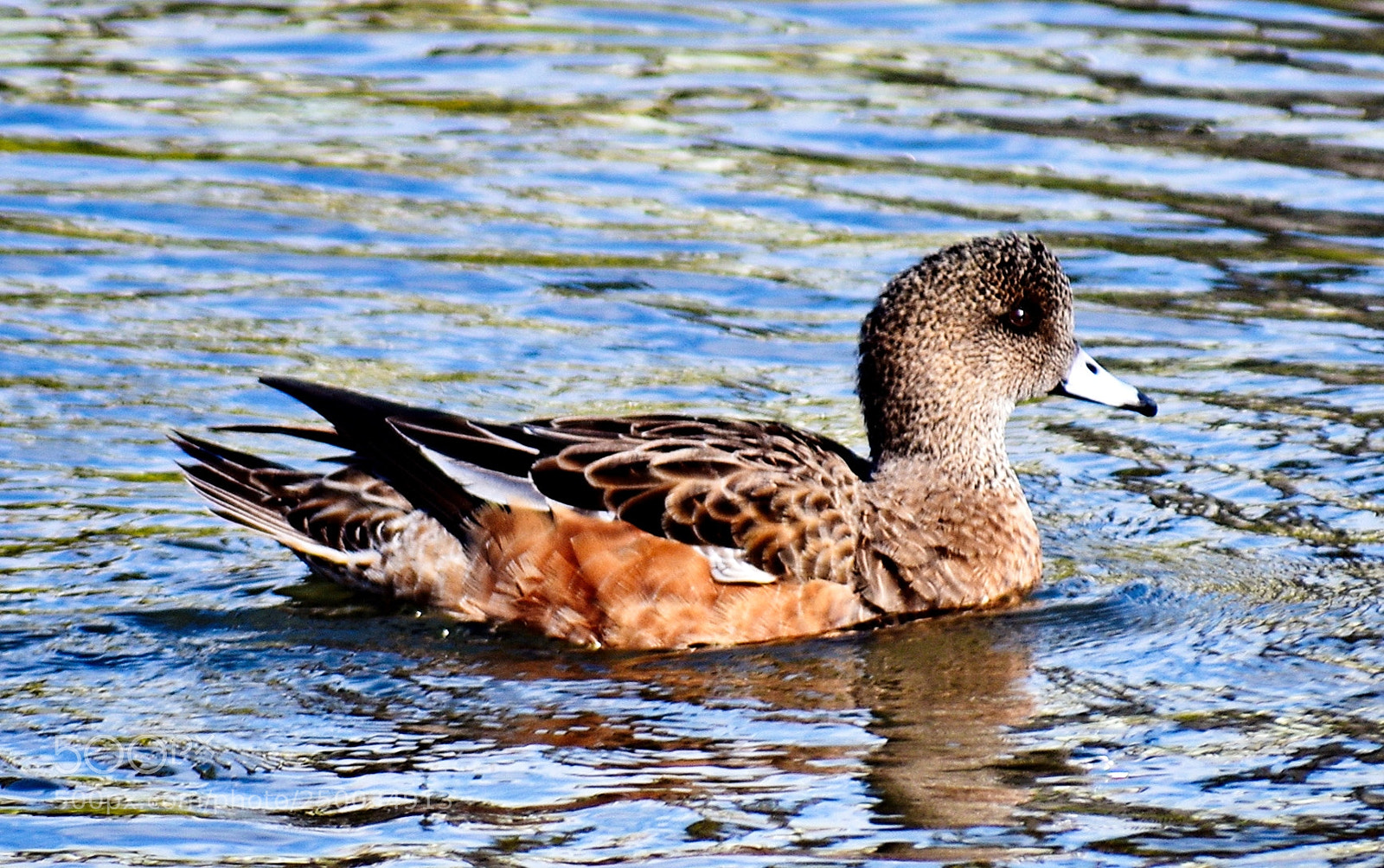 Nikon D7200 sample photo. A little brown duck photography