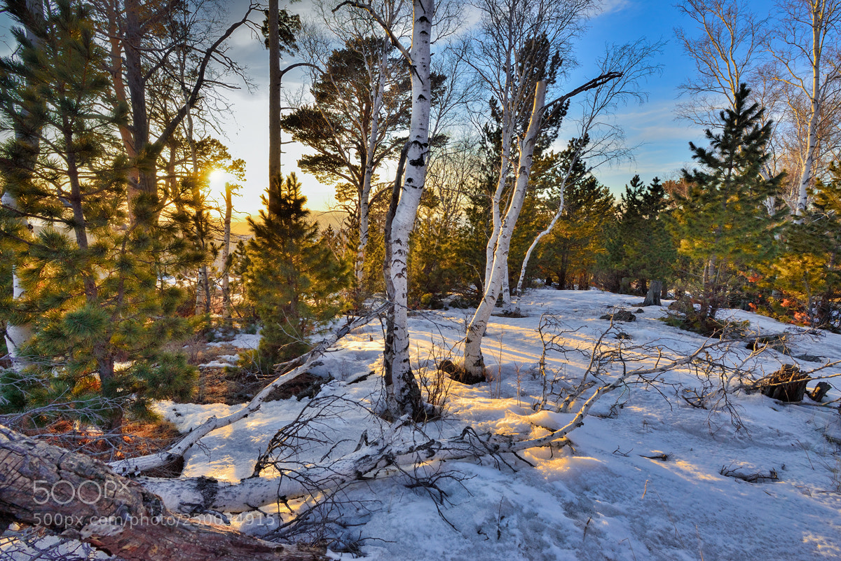 Nikon D800 sample photo. Forest sunset photography