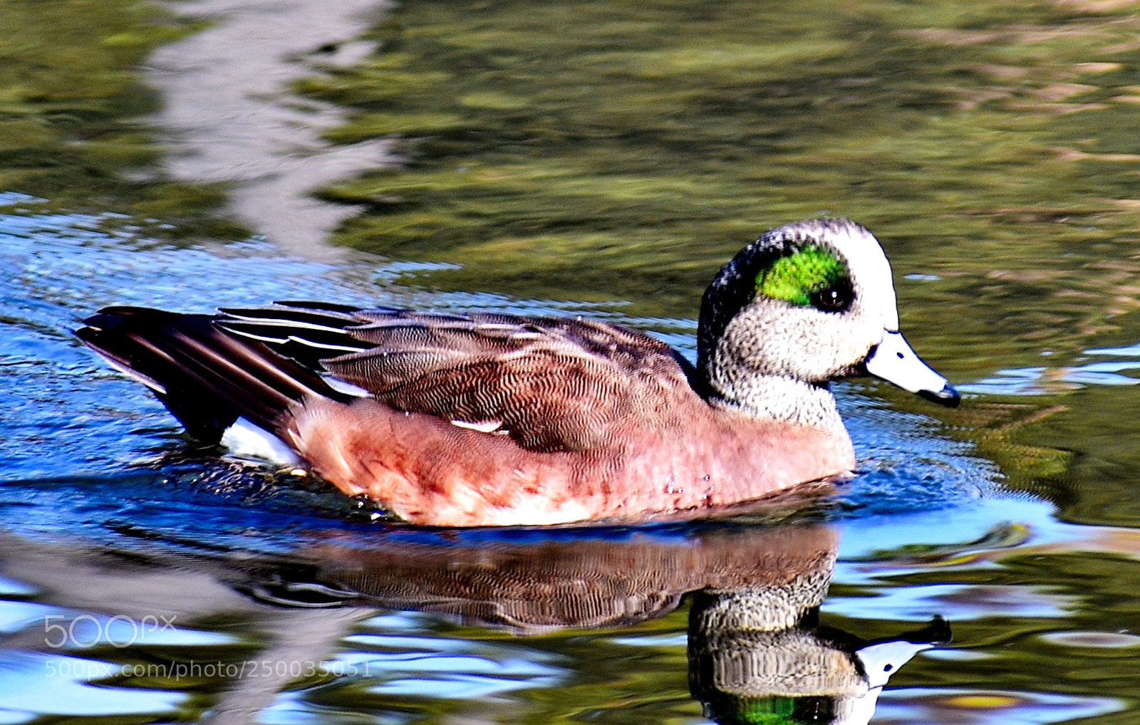 Nikon D7200 sample photo. A nice green duck photography