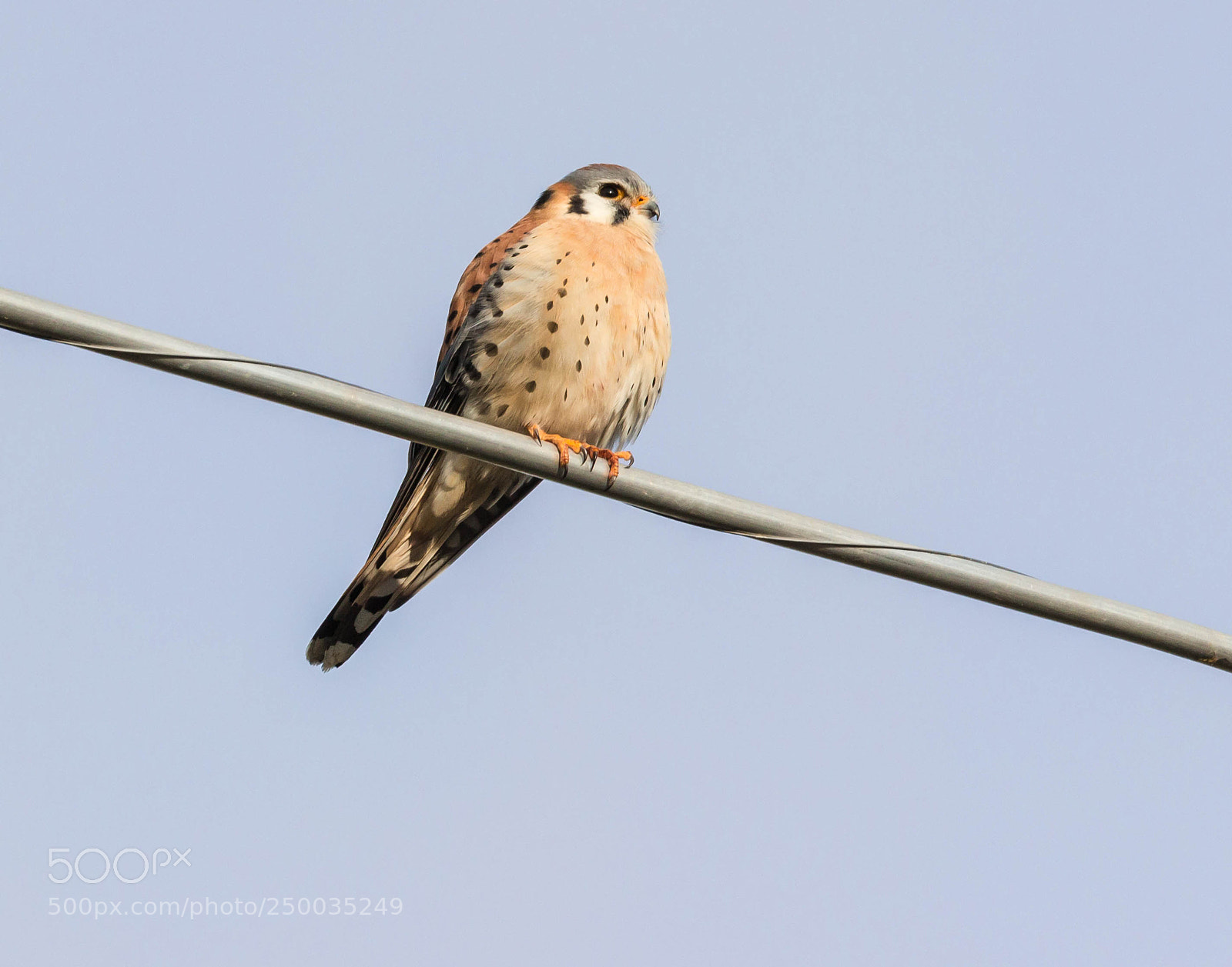 Canon EOS 600D (Rebel EOS T3i / EOS Kiss X5) sample photo. Male kestrel photography