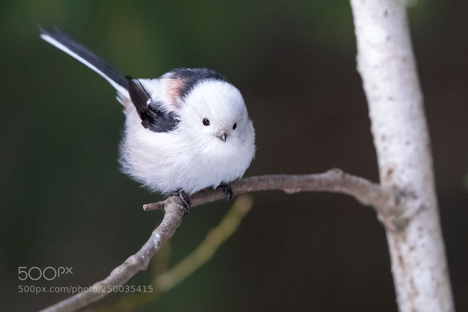 Canon EOS 5D Mark IV sample photo. Long tailed tit photography