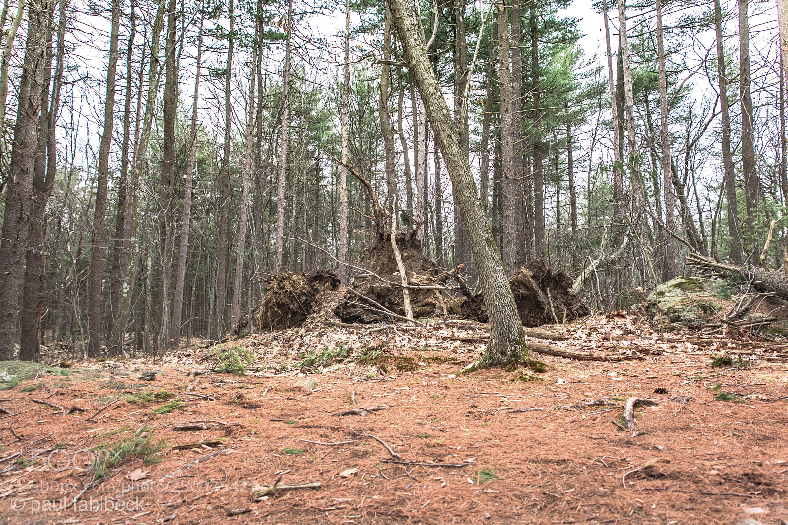 Nikon D7200 sample photo. Afternoon  photography